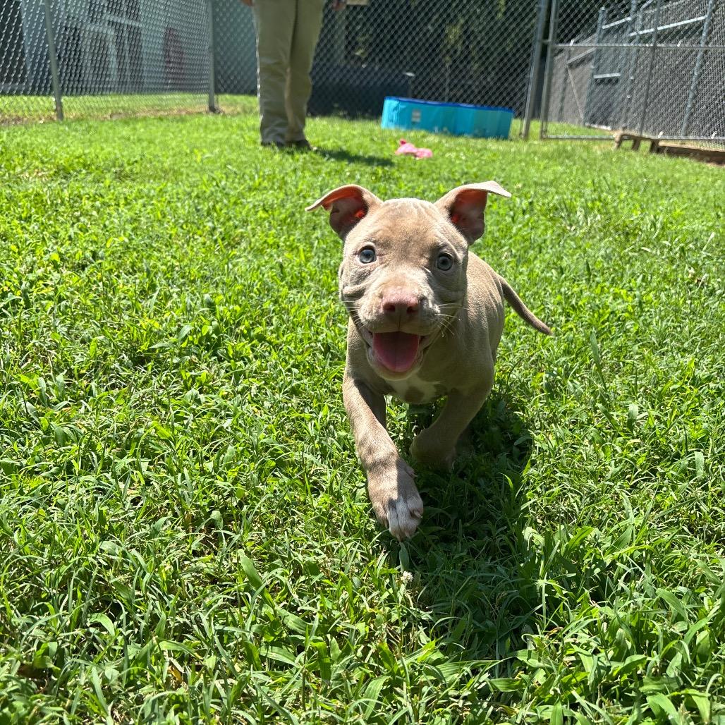 Goosey, a Adoptable Pit Bull Terrier in Roxboro, NC image 5/6