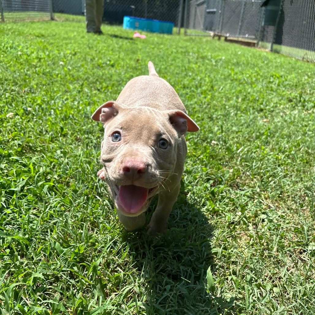 Goosey, a Adoptable Pit Bull Terrier in Roxboro, NC image 6/6