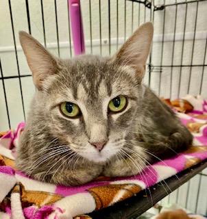 Mabel, ADOPTABLE, Adult Female American Shorthair.