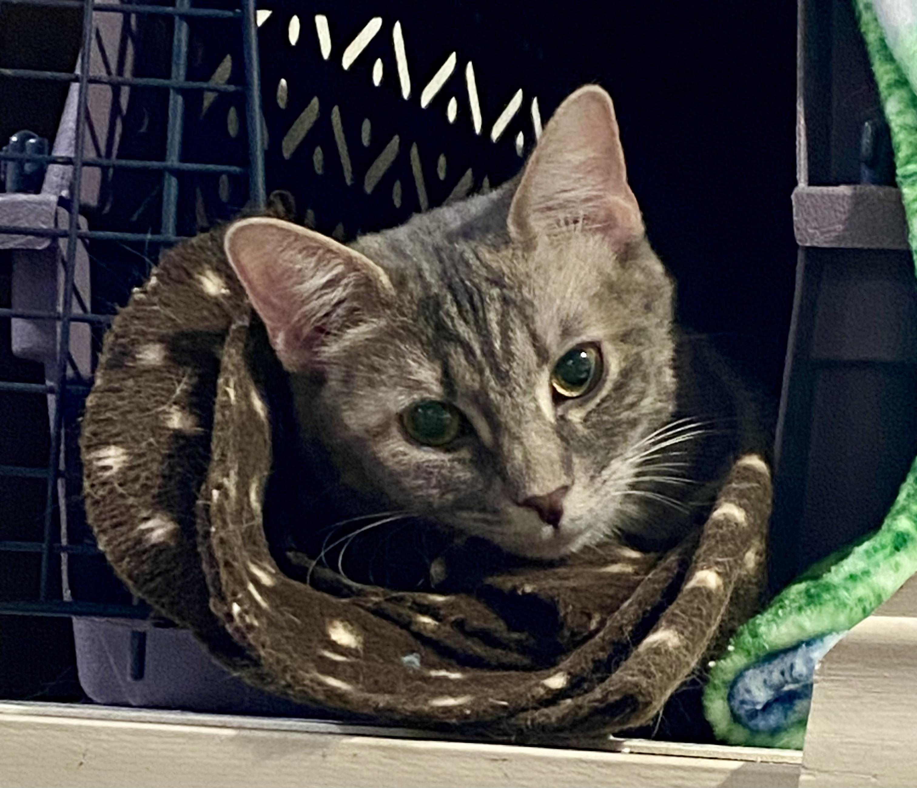 Enlarge Mabel, a ADOPTABLE American Shorthair in Fredericksburg, OH image 3/3