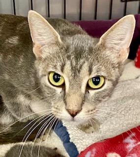 Enlarge Mabel, a ADOPTABLE American Shorthair in Fredericksburg, OH image 2/3