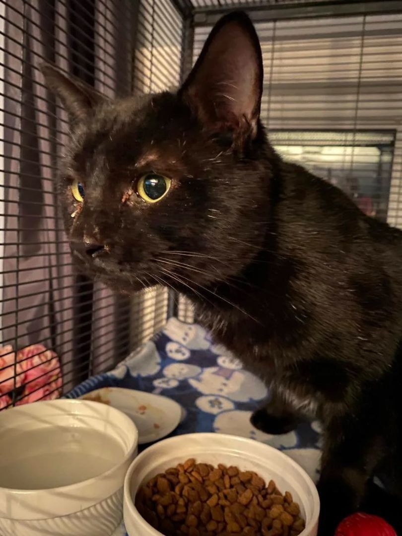 DRAVEN (bonded with JAYCE), a Adoptable Domestic Short Hair in Tillsonburg, ON image 5/6