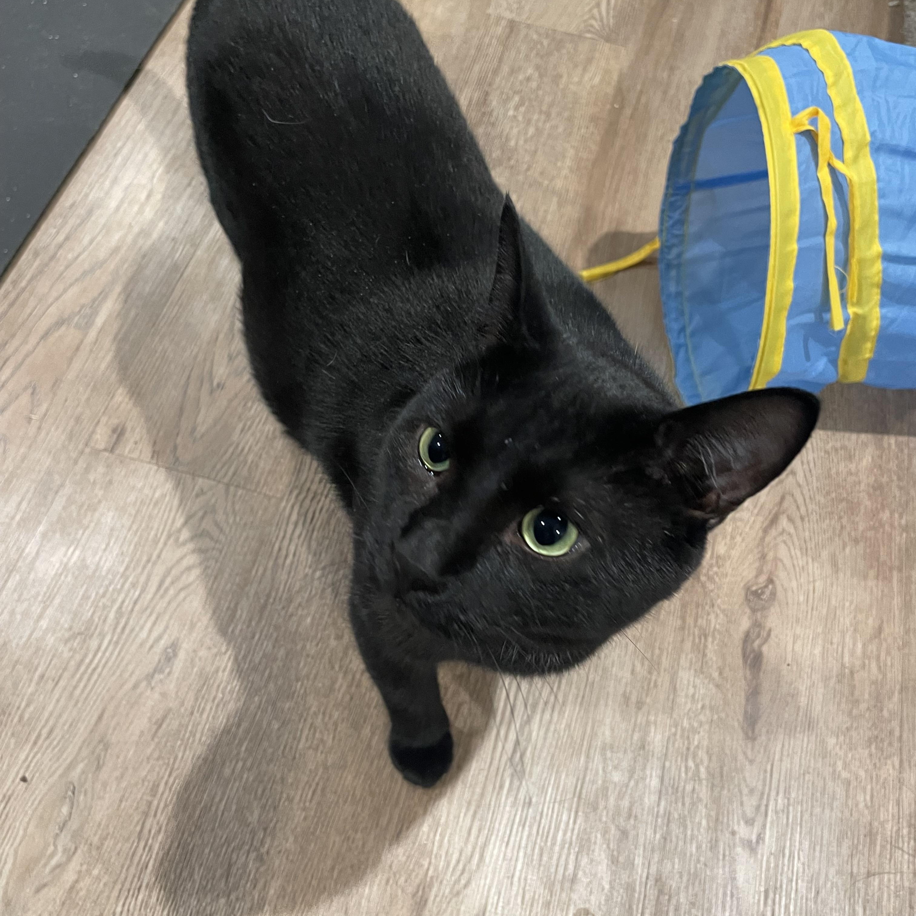 DRAVEN (bonded with JAYCE), a Adoptable Domestic Short Hair in Tillsonburg, ON image 2/6