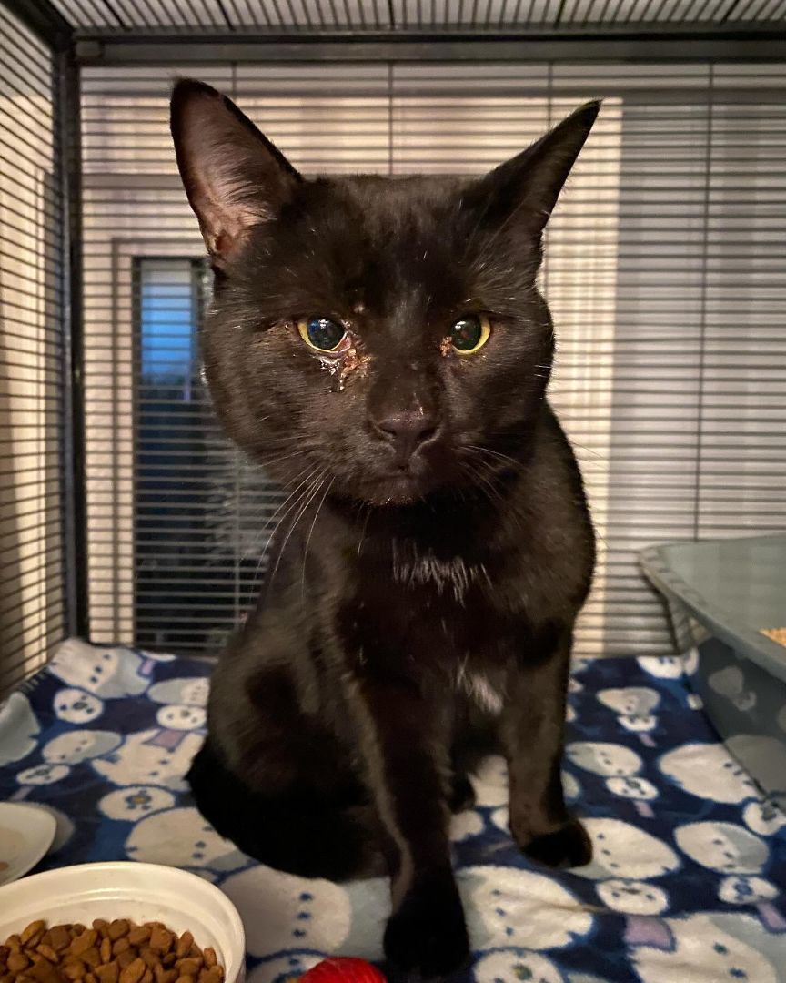 DRAVEN (bonded with JAYCE), a Adoptable Domestic Short Hair in Tillsonburg, ON image 6/6