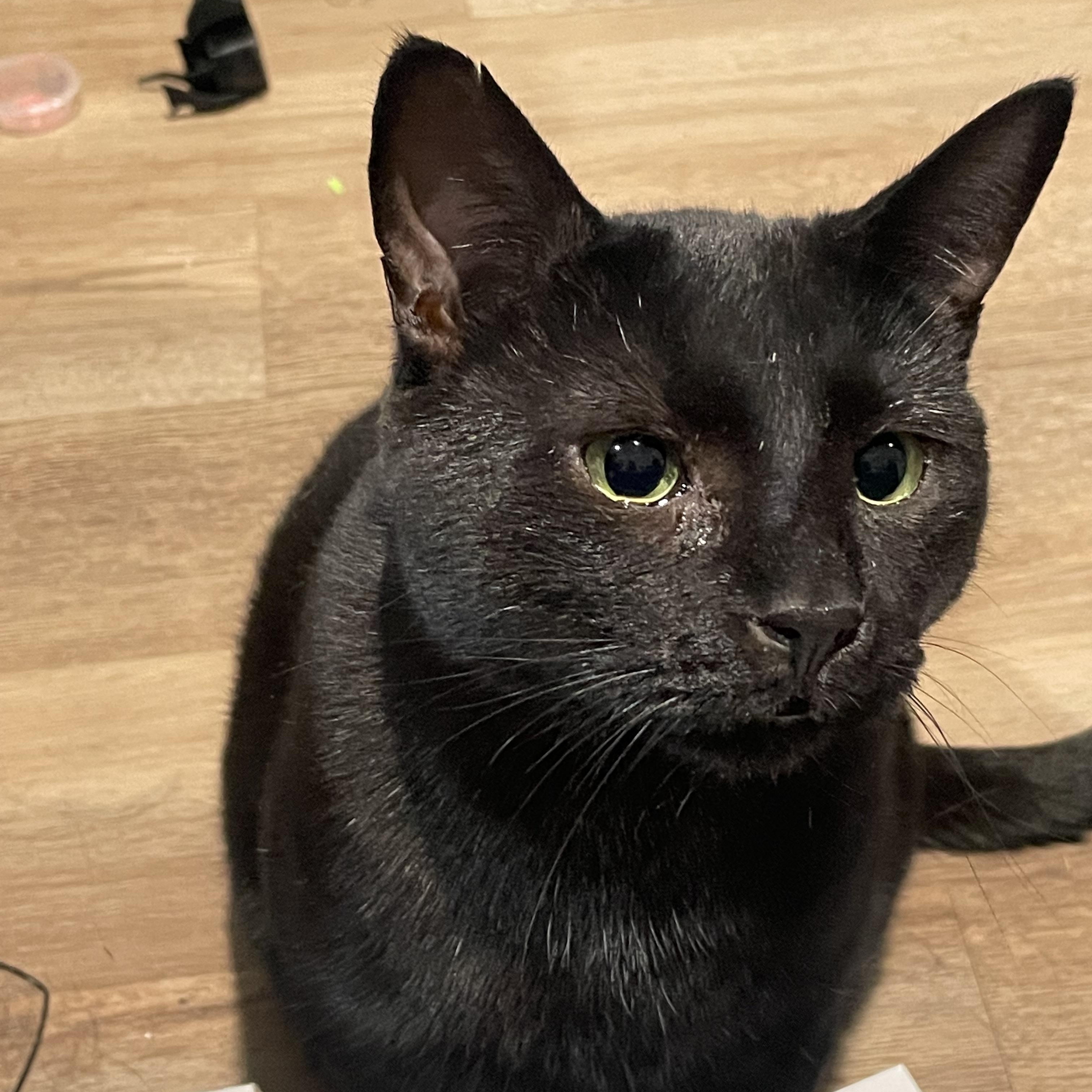 DRAVEN (bonded with JAYCE), a Adoptable Domestic Short Hair in Tillsonburg, ON image 1/6