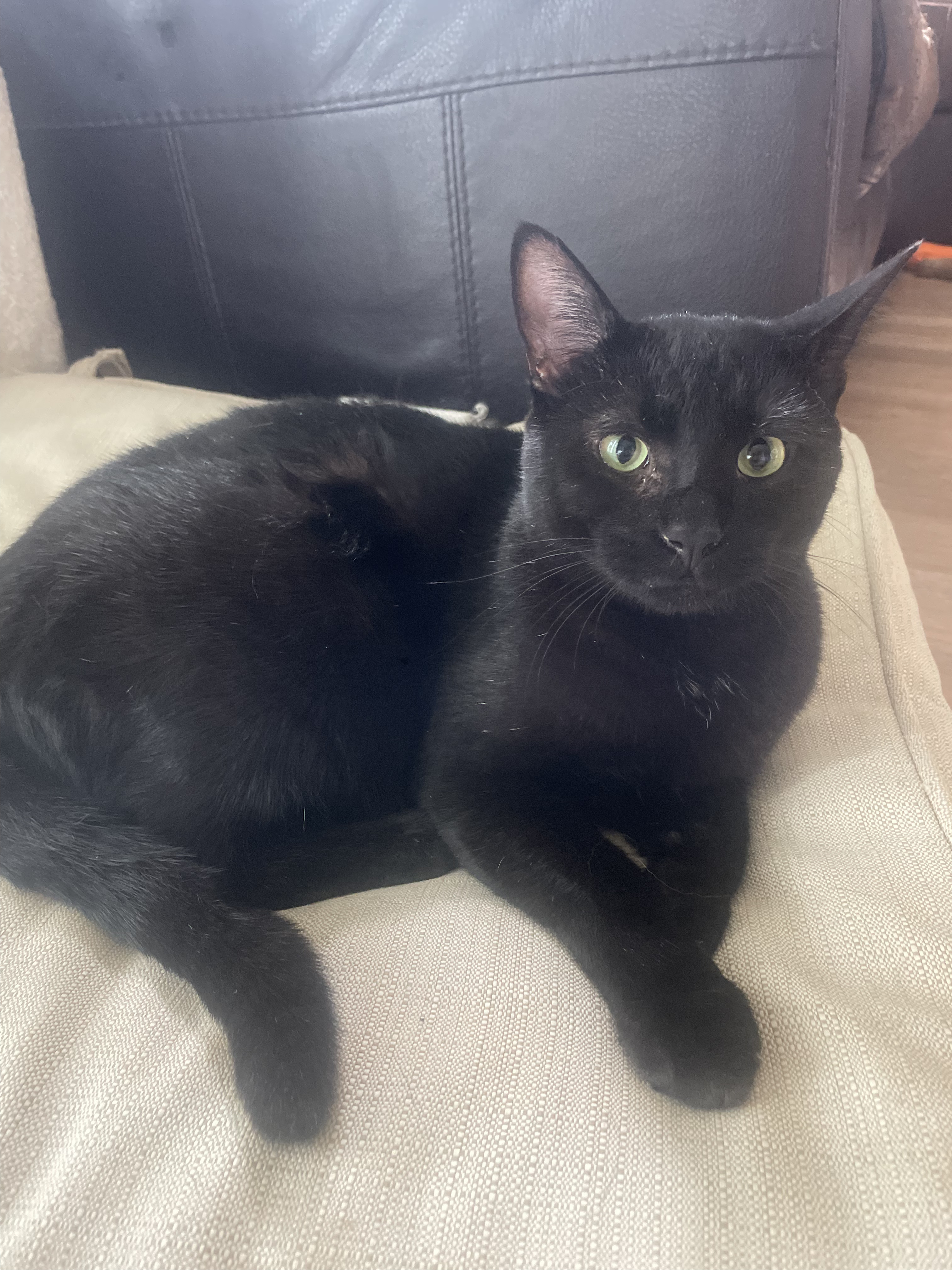 DRAVEN (bonded with JAYCE), a Adoptable Domestic Short Hair in Tillsonburg, ON image 3/6