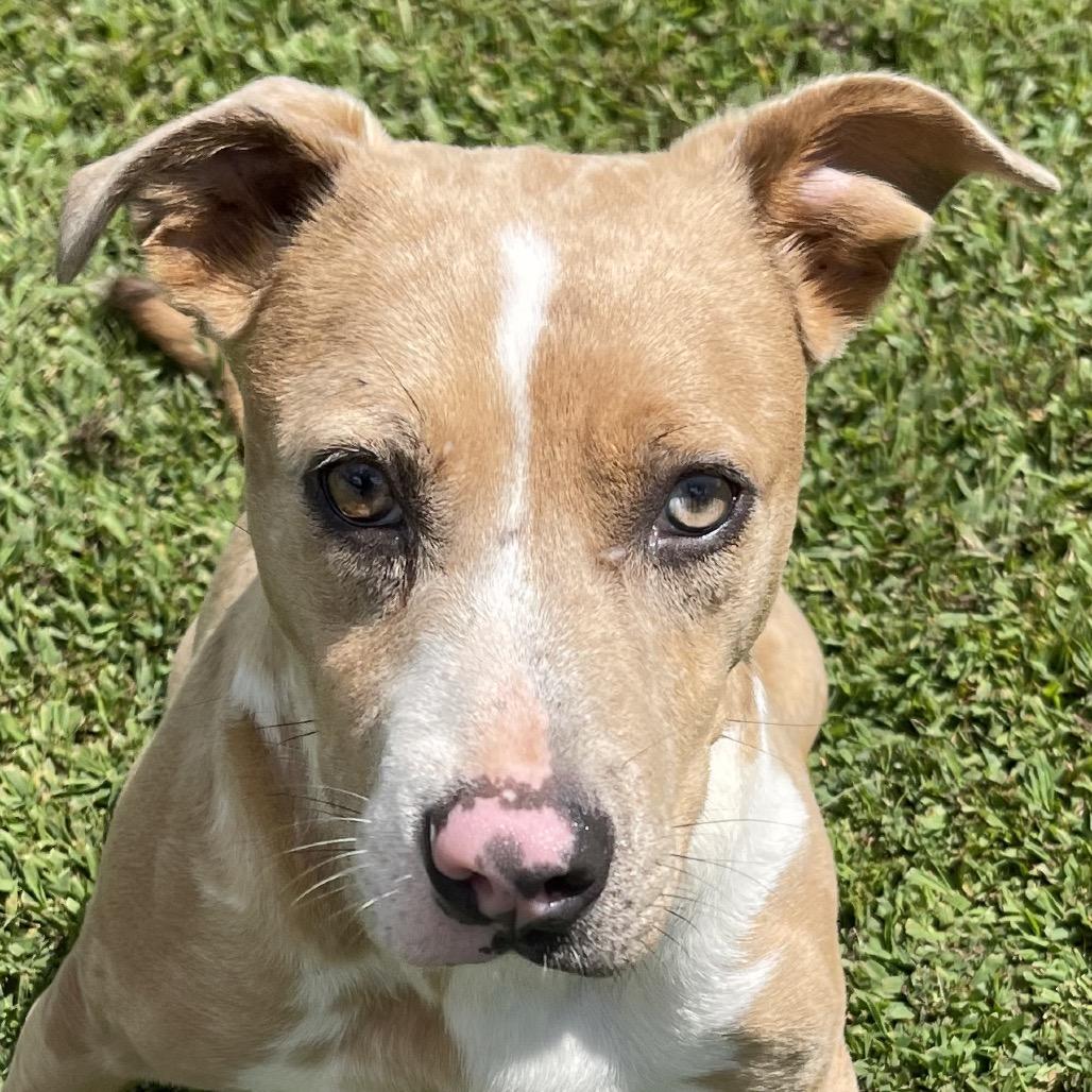 Espresso, Adoptable, Adult Female Mixed Breed.