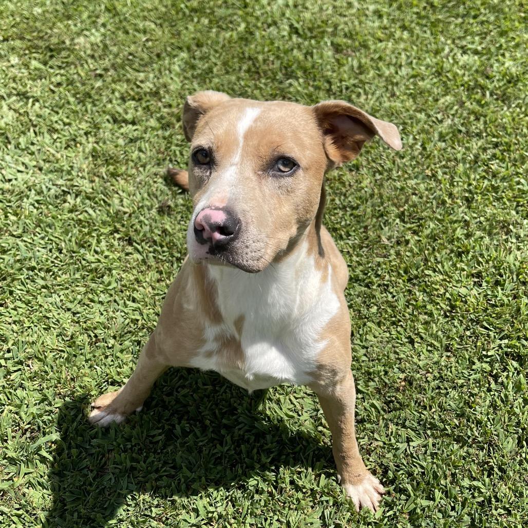 Enlarge Espresso, a Adoptable Mixed Breed in Blairsville, GA image 2/5