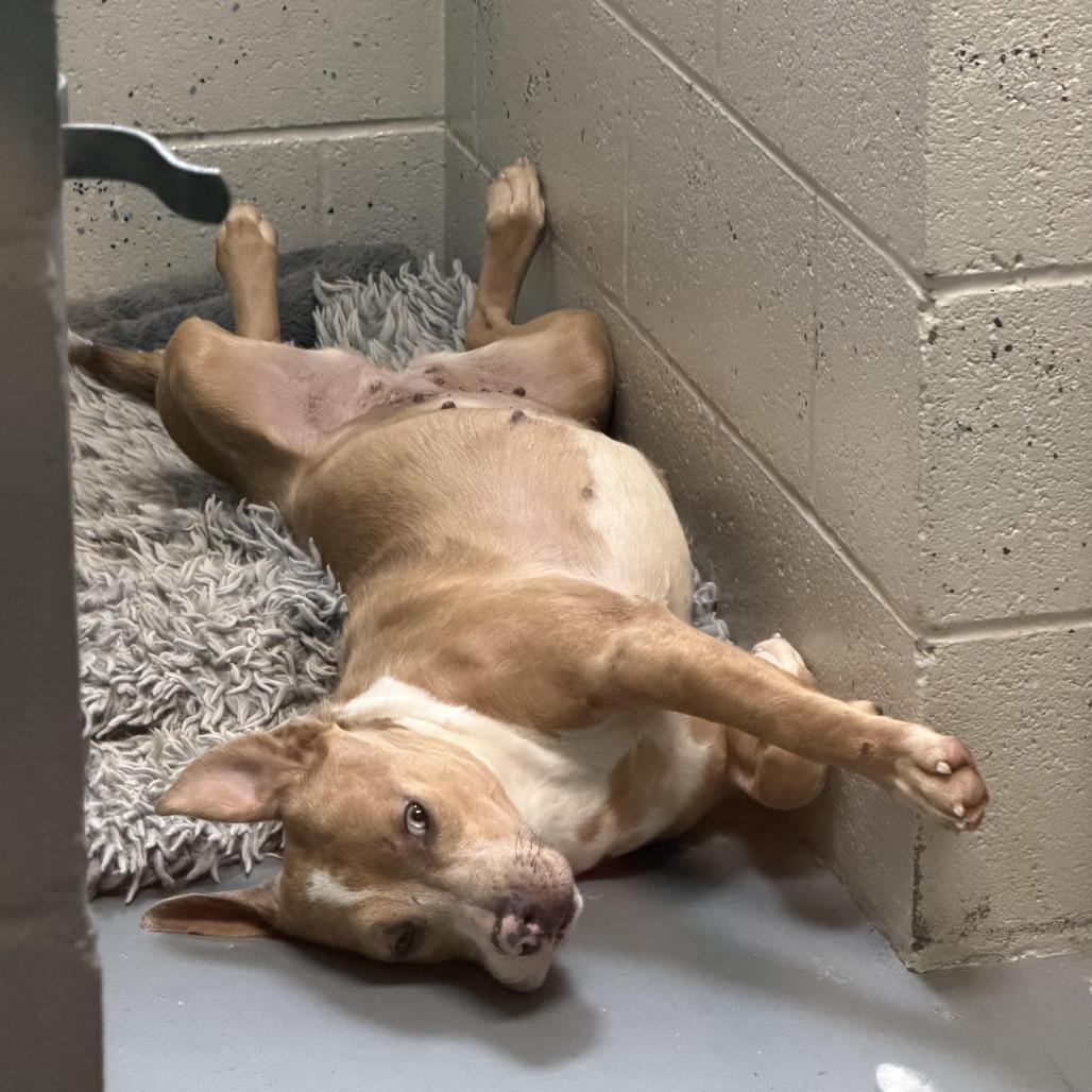 Enlarge Espresso, a Adoptable Mixed Breed in Blairsville, GA image 3/5