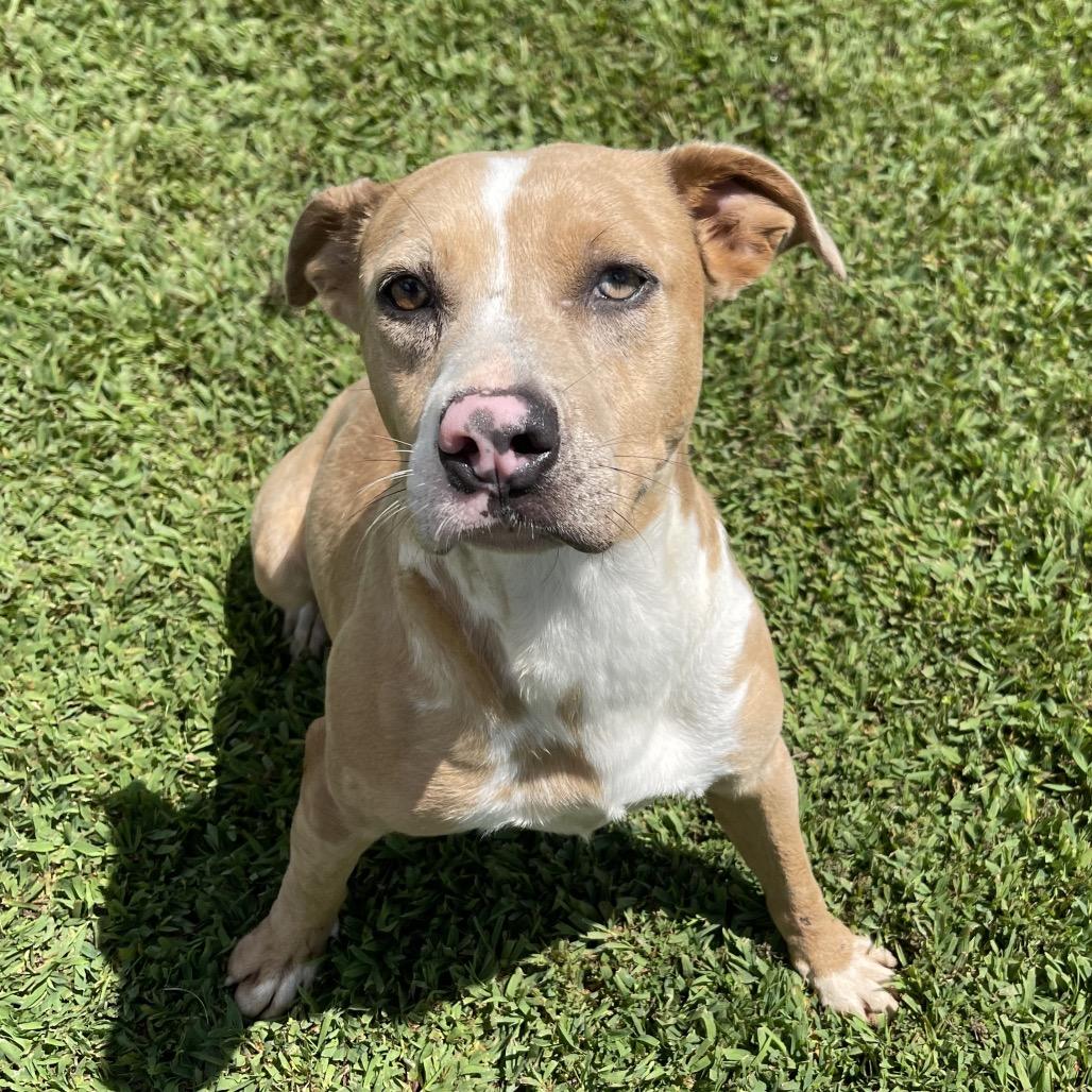 Enlarge Espresso, a Adoptable Mixed Breed in Blairsville, GA image 4/5
