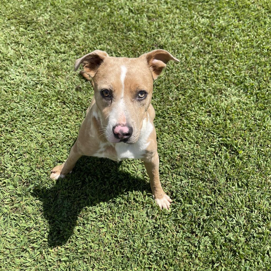 Enlarge Espresso, a Adoptable Mixed Breed in Blairsville, GA image 5/5