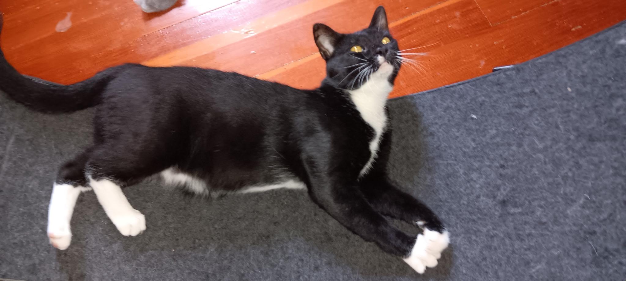 Houdini, a Adoptable Domestic Short Hair in Menasha, WI image 2/6