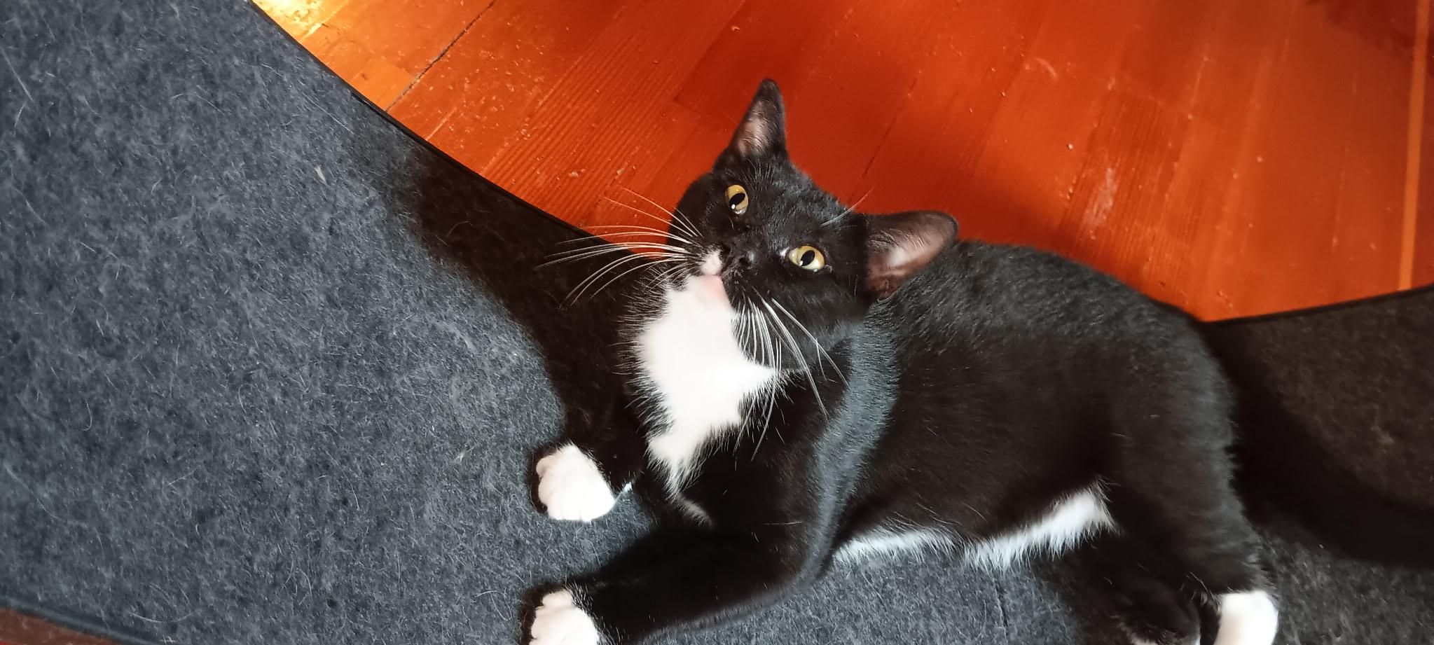 Houdini, Adoptable, Young Male Domestic Short Hair.