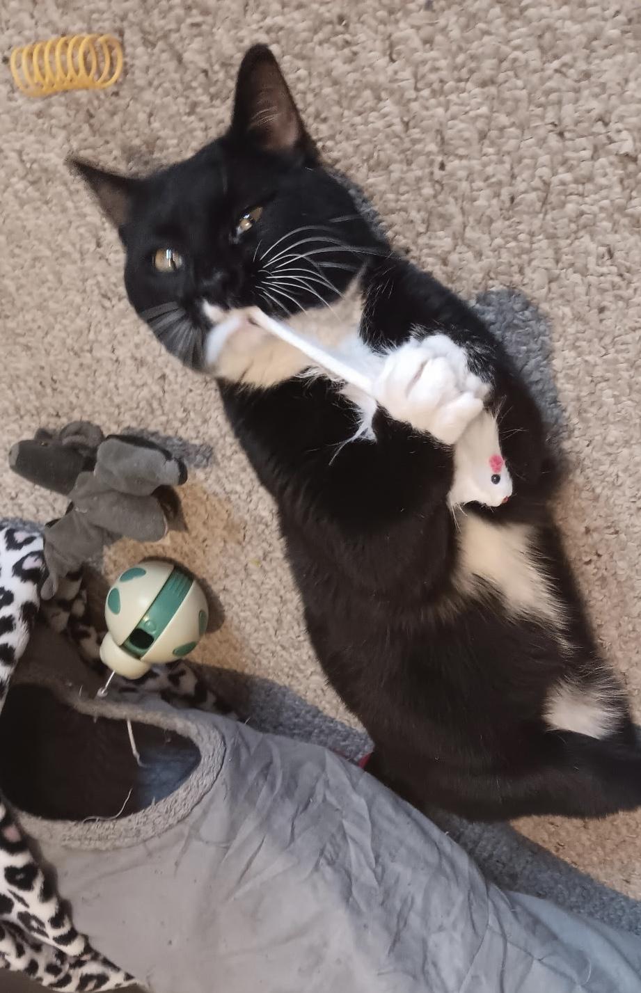 Houdini, a Adoptable Domestic Short Hair in Menasha, WI image 2/3
