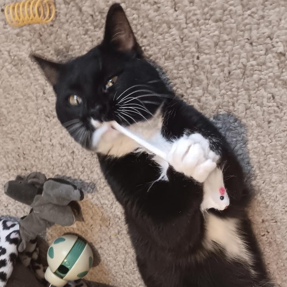Houdini, a Adoptable Domestic Short Hair in Menasha, WI image 5/6