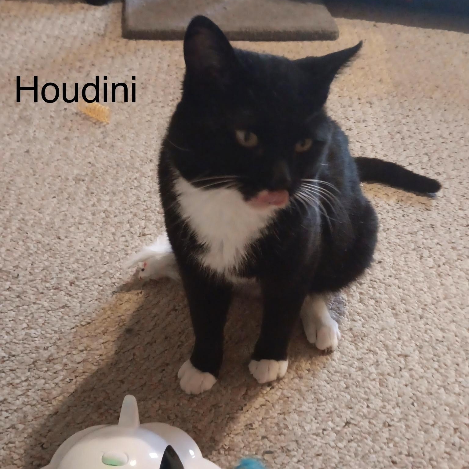 Houdini, a Adoptable Domestic Short Hair in Menasha, WI image 6/6