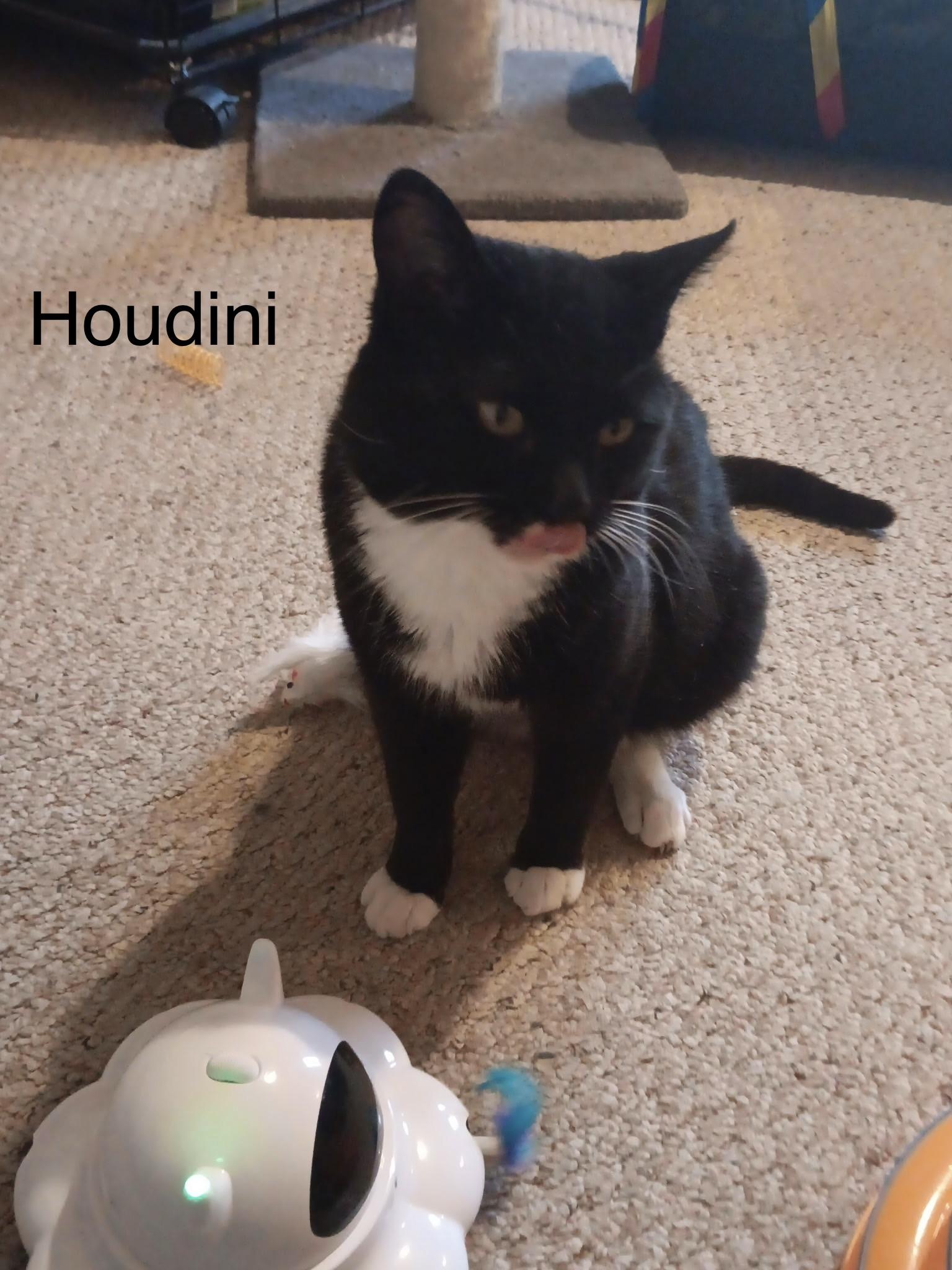 Houdini, a Adoptable Domestic Short Hair in Menasha, WI image 3/3