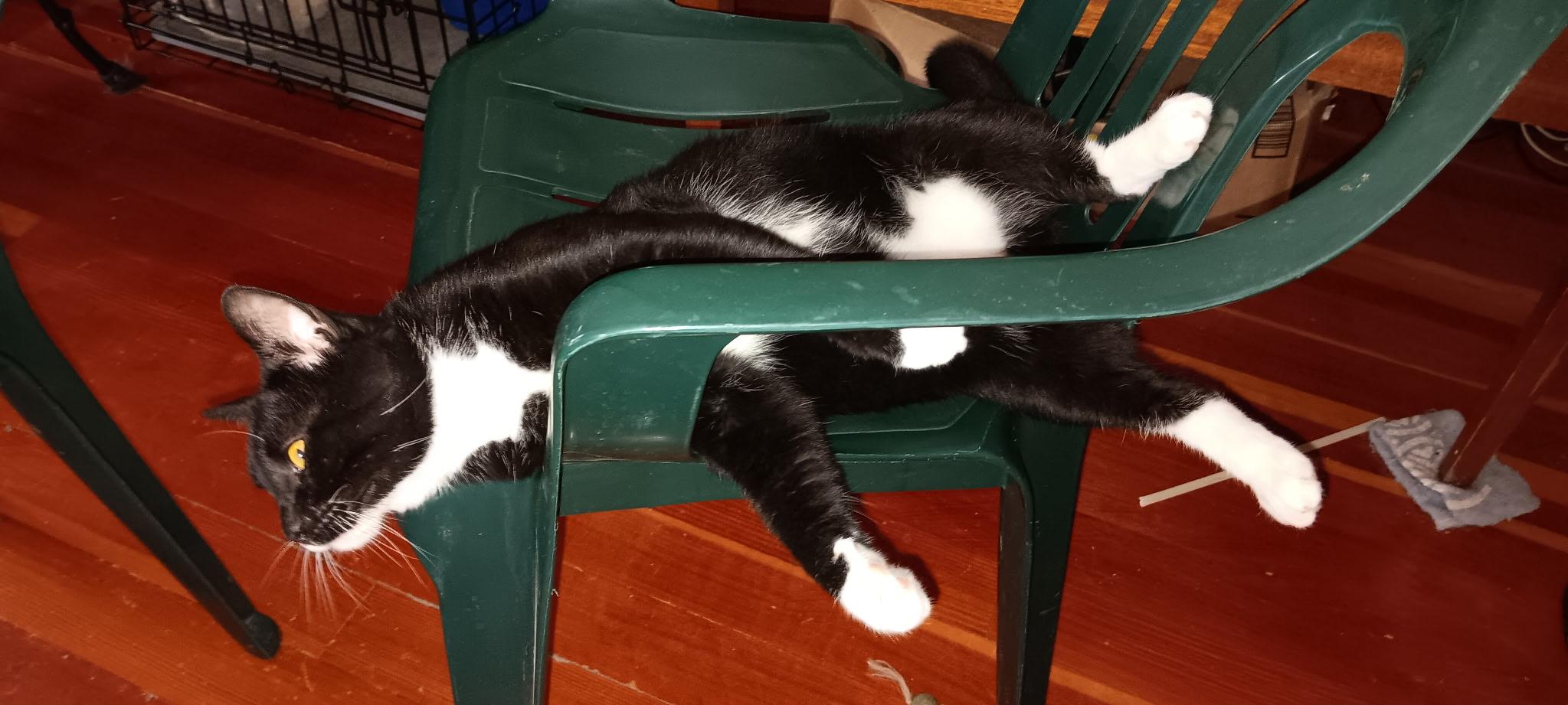 Houdini, a Adoptable Domestic Short Hair in Menasha, WI image 4/6