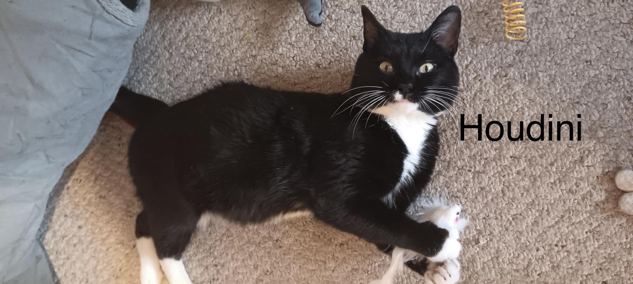Houdini, Adoptable, Young Male Domestic Short Hair.