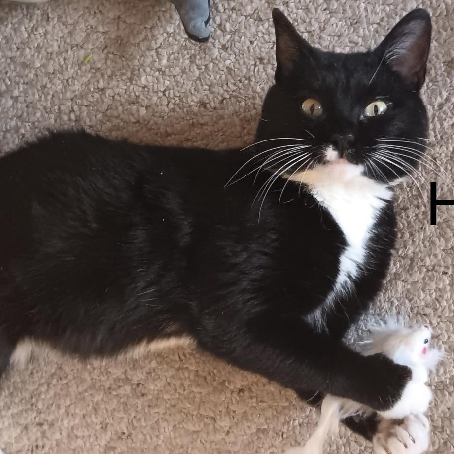 Houdini, a Adoptable Domestic Short Hair in Menasha, WI image 3/6