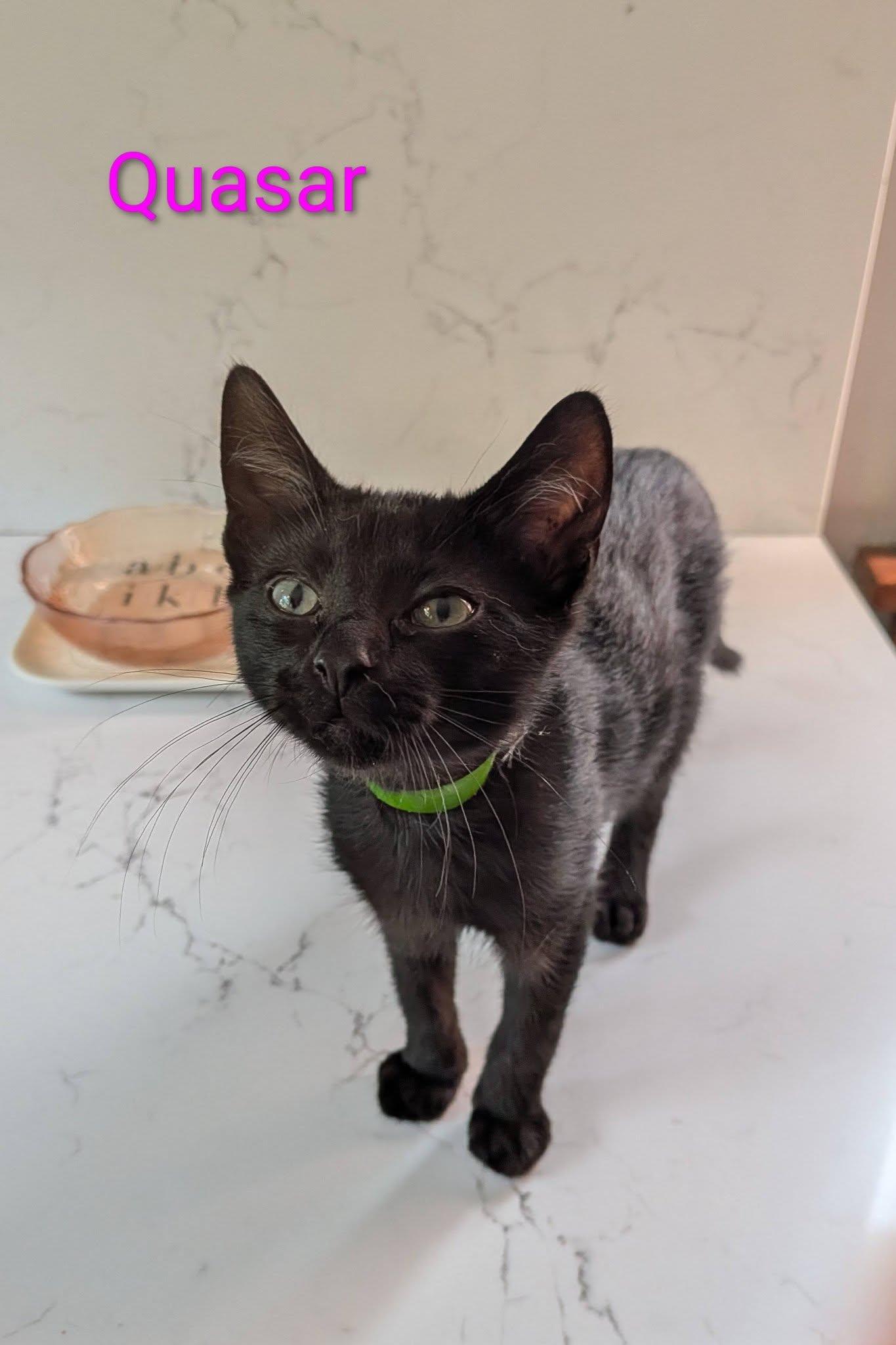 Quasar, ADOPTABLE, Young Male Domestic Short Hair.