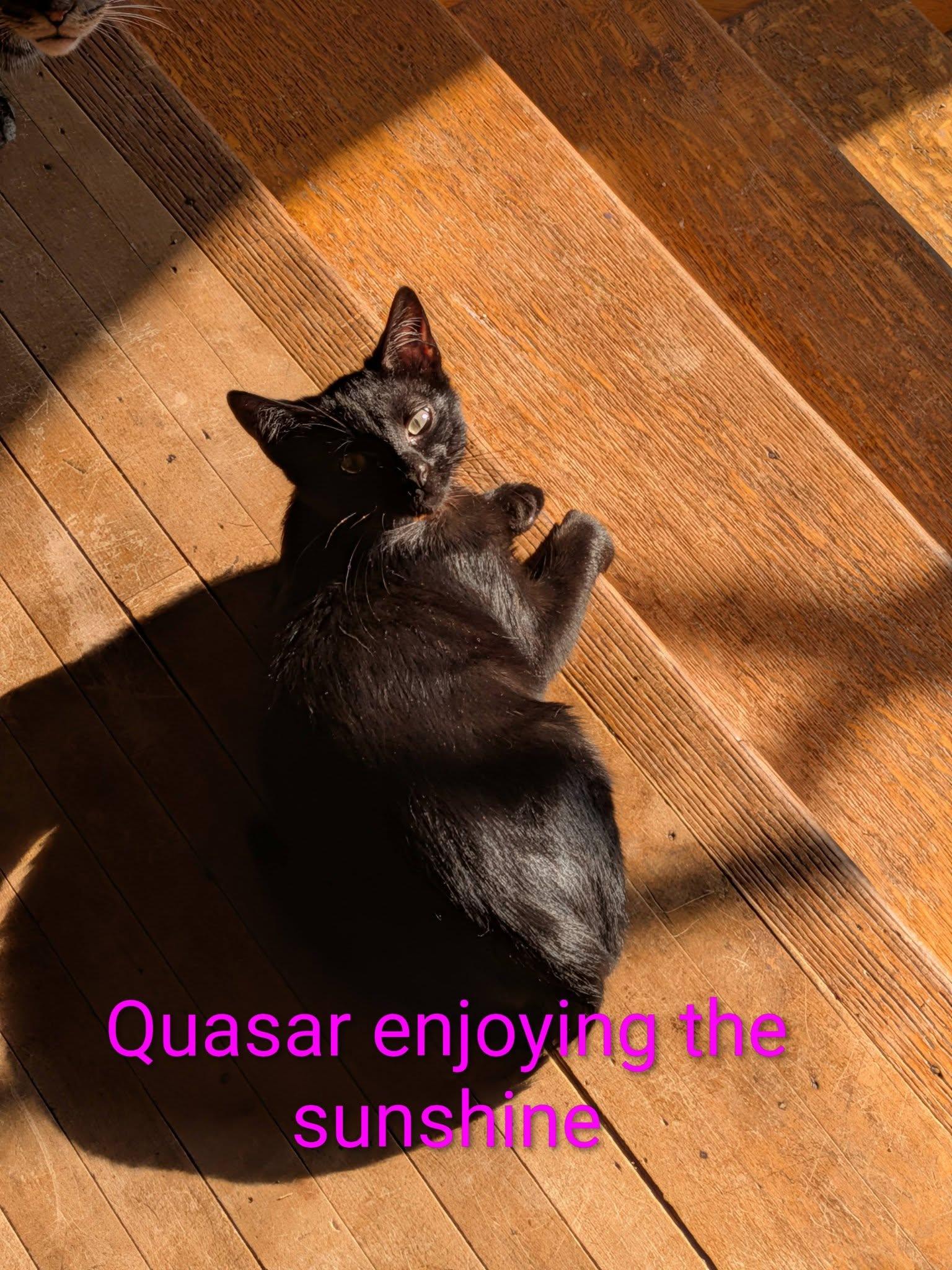 Quasar, a ADOPTABLE Domestic Short Hair in Elgin, IL image 4/5