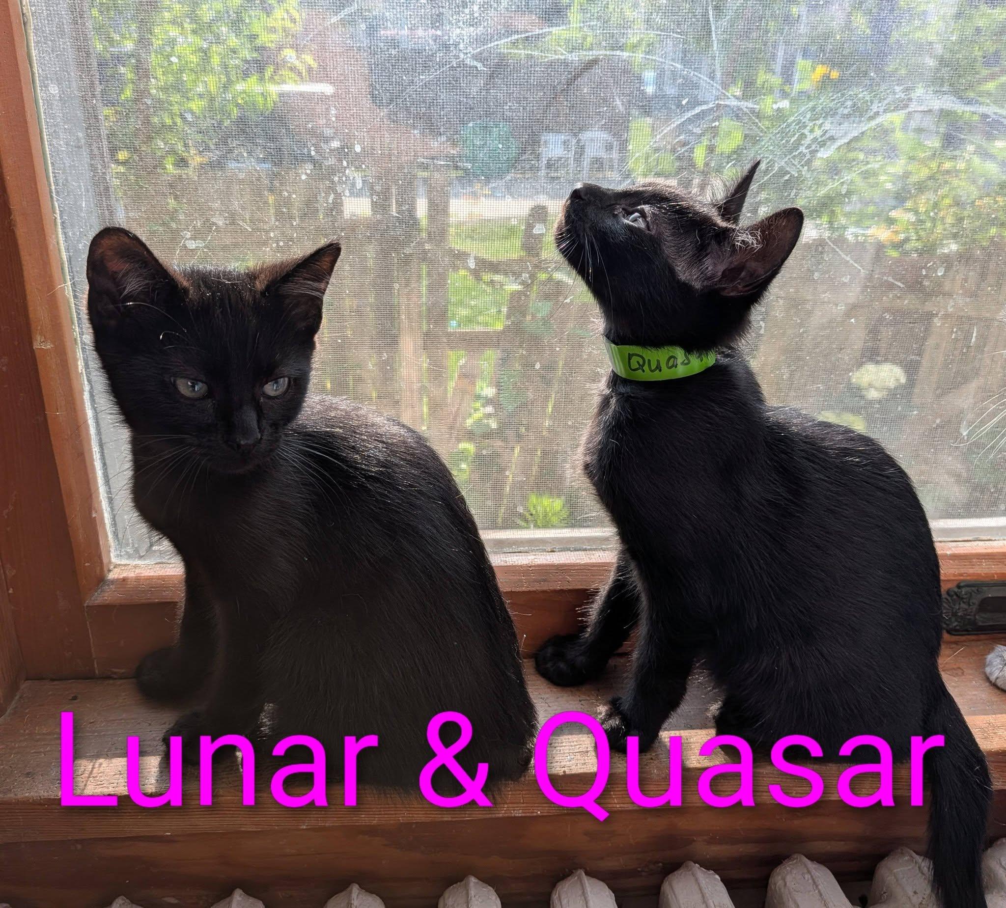 Quasar, a ADOPTABLE Domestic Short Hair in Elgin, IL image 2/5