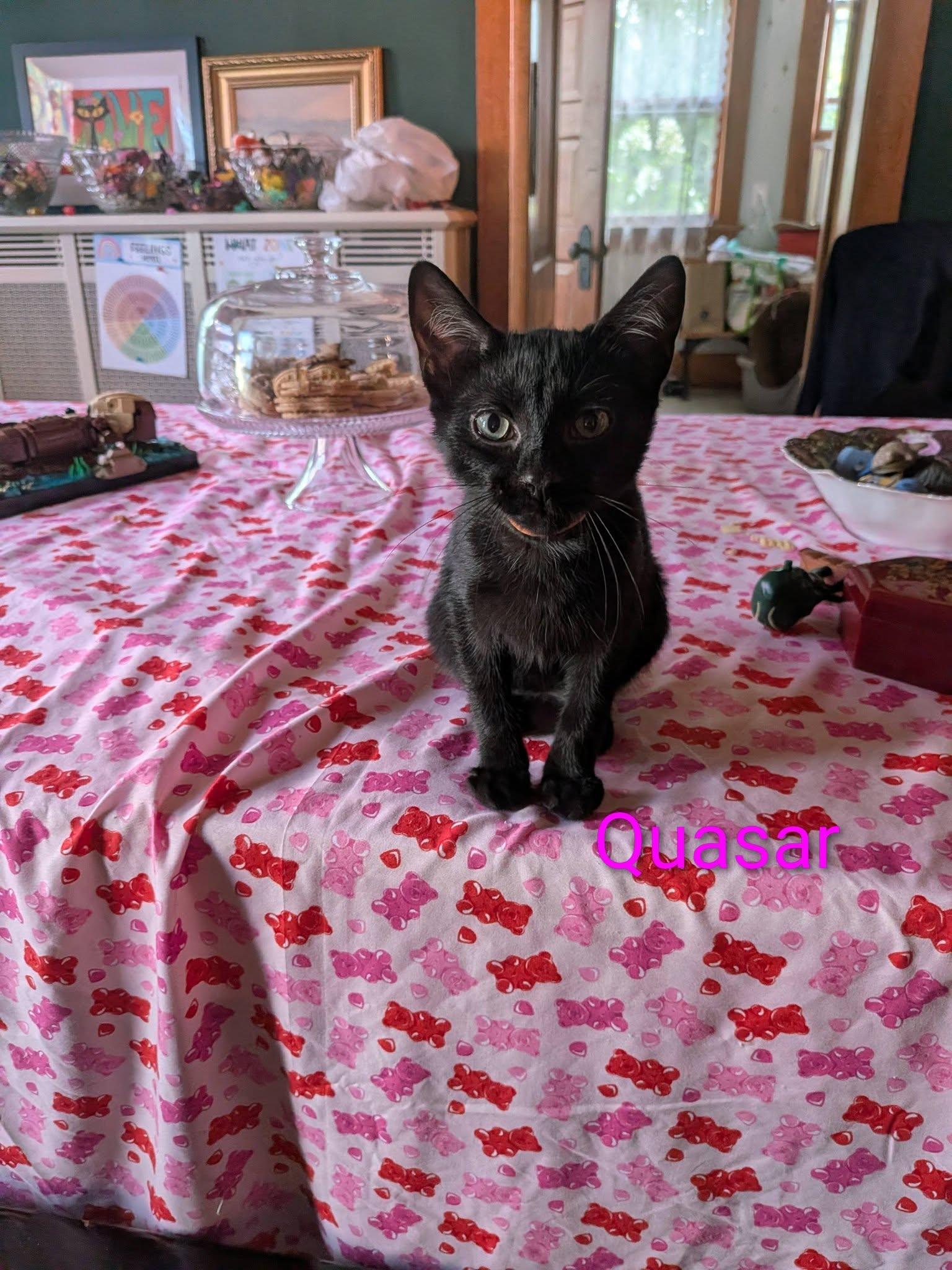 Quasar, a ADOPTABLE Domestic Short Hair in Elgin, IL image 5/5