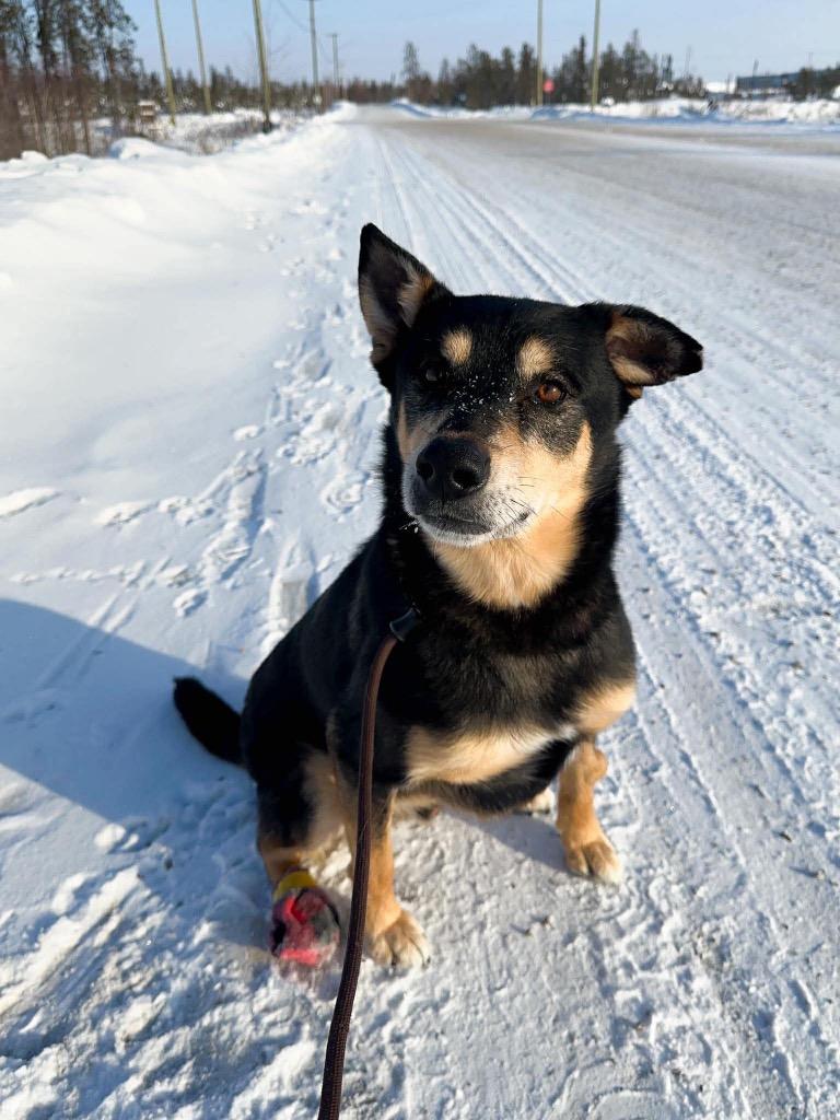 Enlarge Kevin, a Adoptable mixed breed in Yellowknife, NT image 1/2