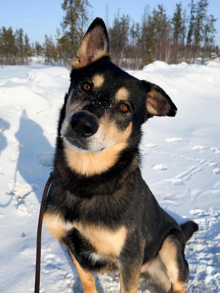 Enlarge Kevin, a Adoptable mixed breed in Yellowknife, NT image 2/2