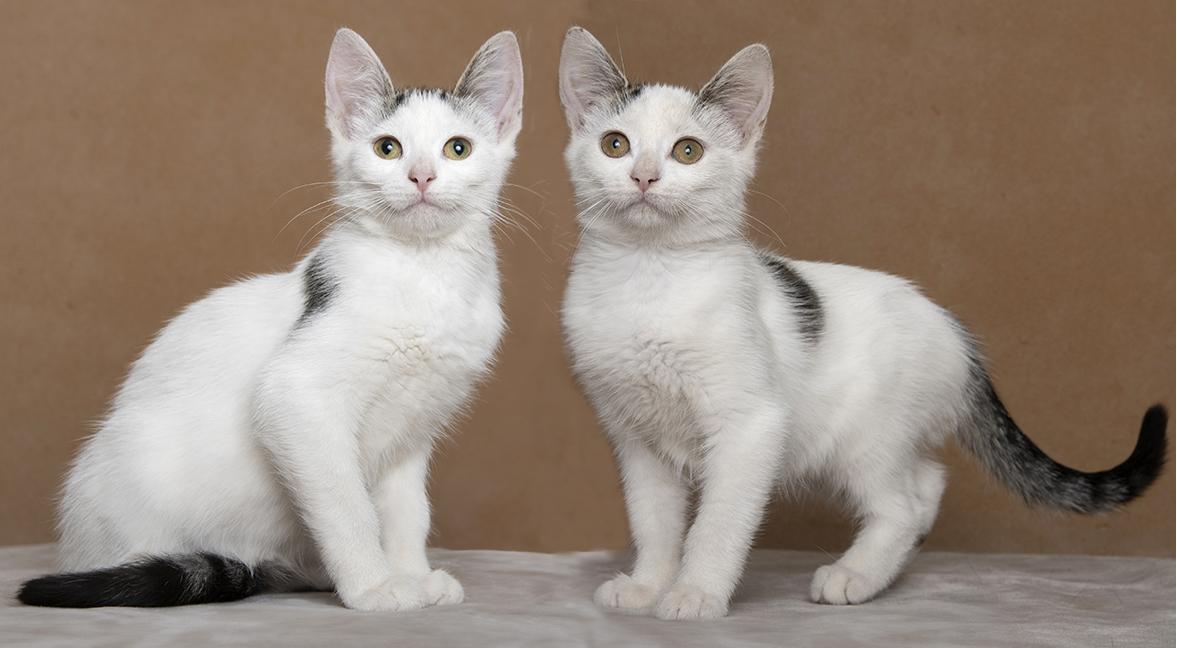 Emma & Ashley, ADOPTABLE, Kitten Female Domestic Short Hair.