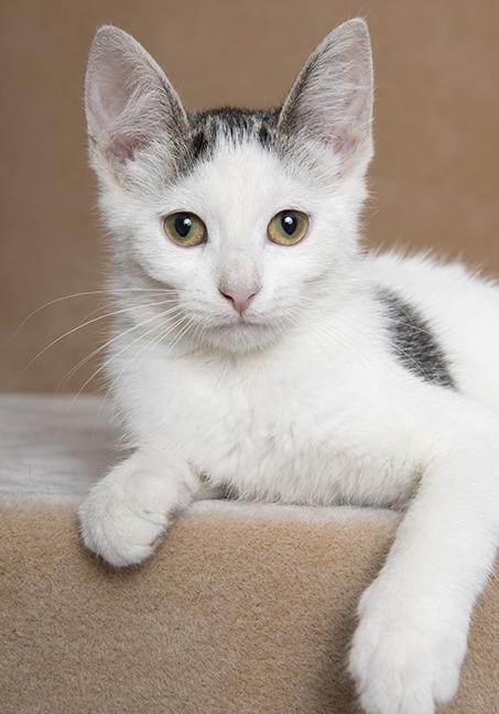 Emma & Ashley, a ADOPTABLE Domestic Short Hair in Chicago, IL image 4/6