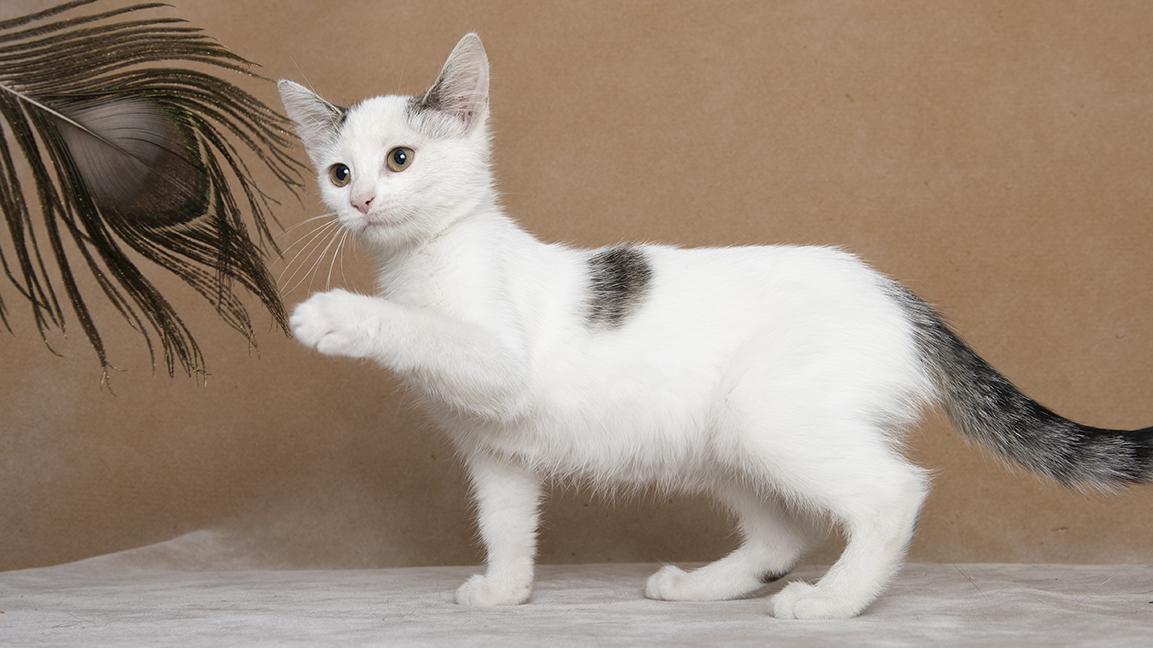 Emma & Ashley, a ADOPTABLE Domestic Short Hair in Chicago, IL image 5/6