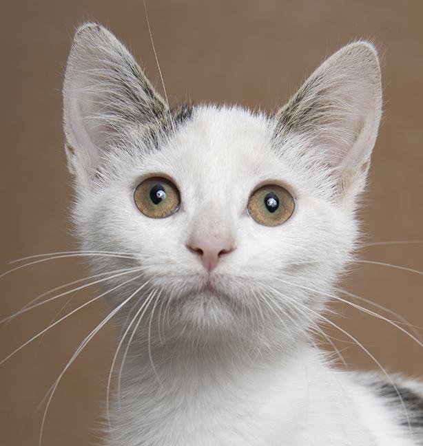 Emma & Ashley, a ADOPTABLE Domestic Short Hair in Chicago, IL image 6/6