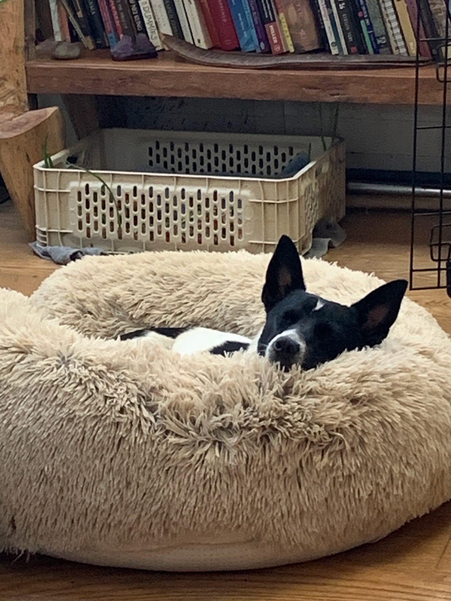 Enlarge Prince, an adopted Mixed Breed in Highland, NY image 3/5