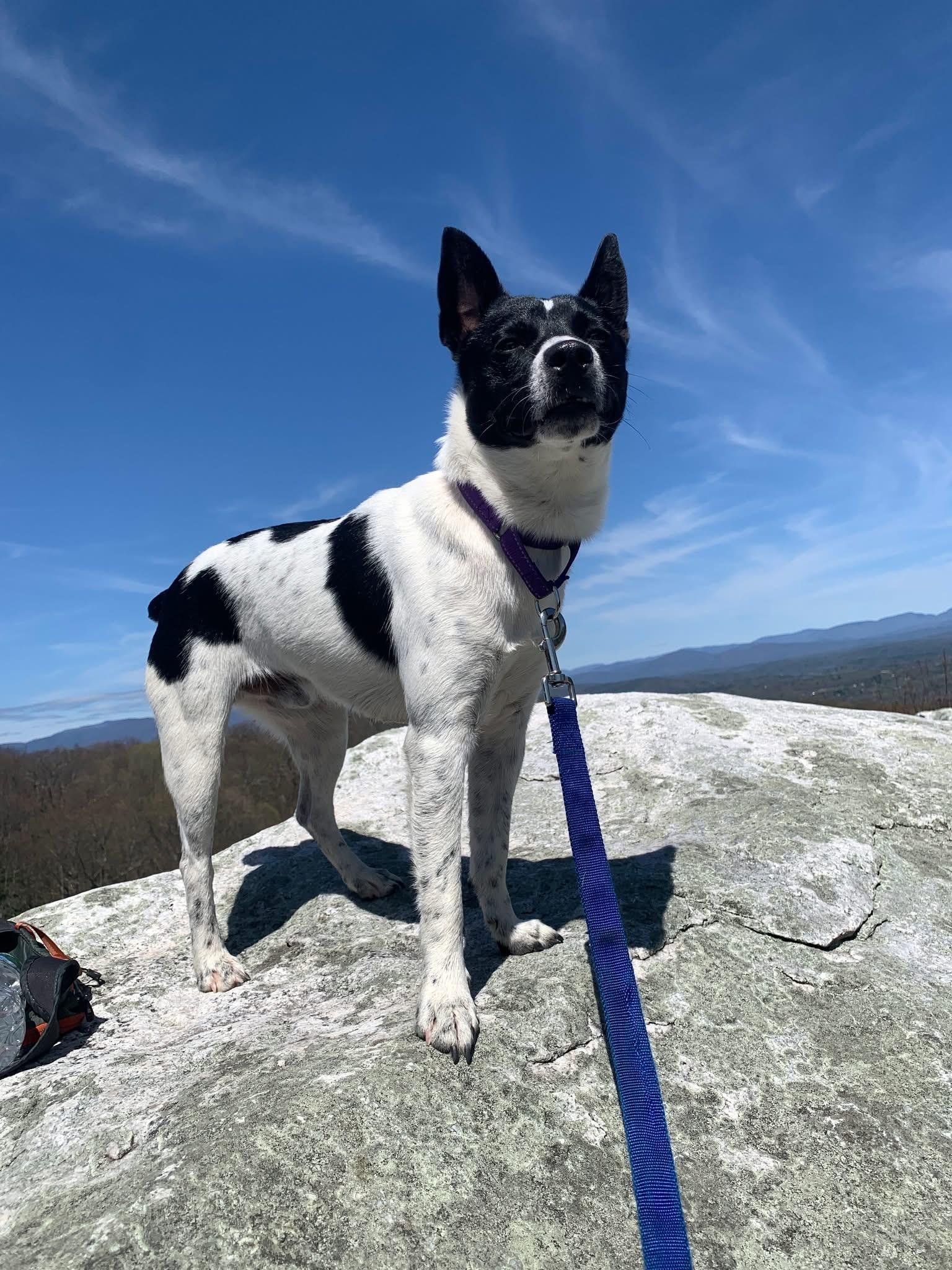 Prince, adopted, Young Male Mixed Breed.