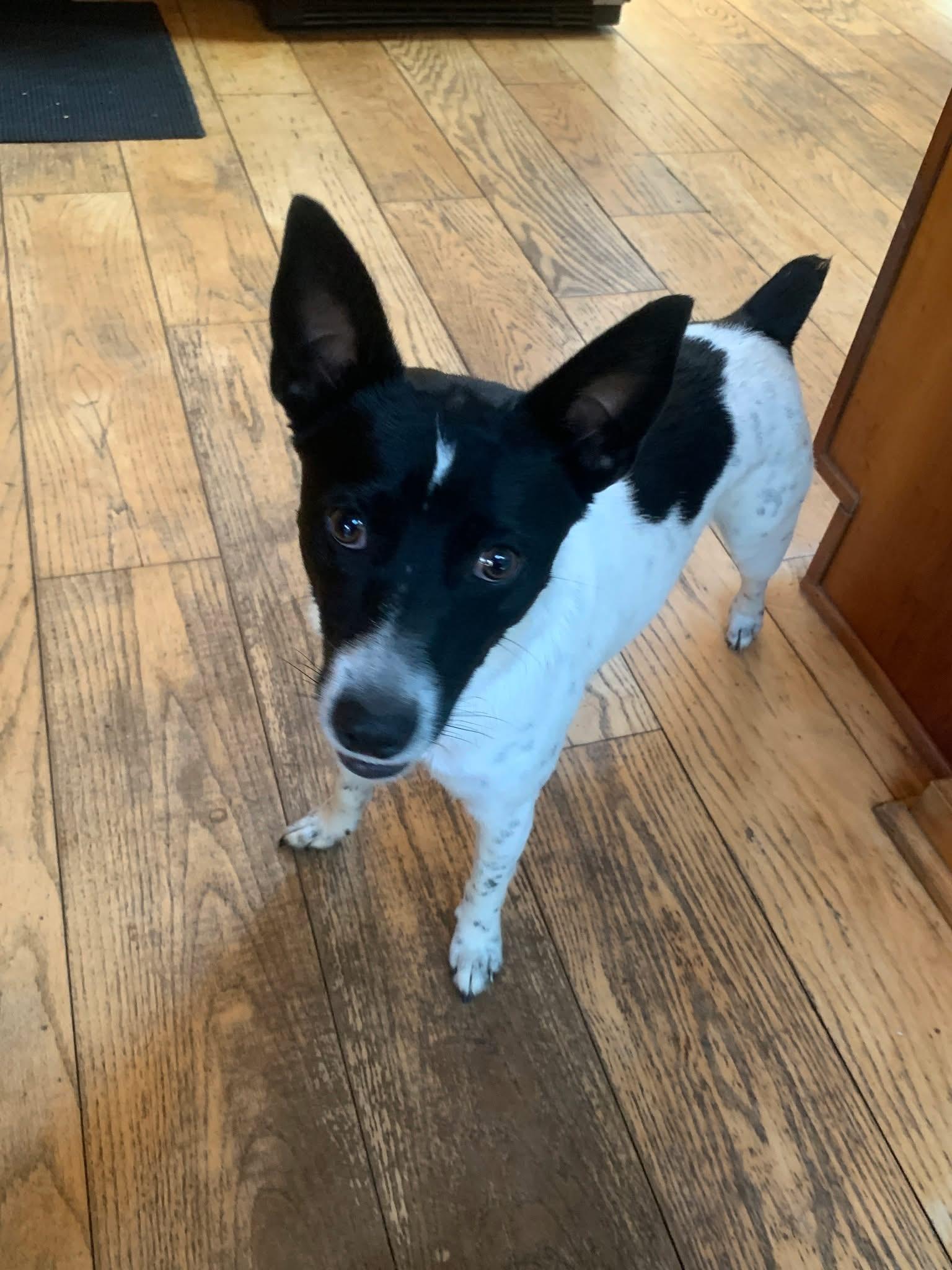 Enlarge Prince, an adopted Mixed Breed in Highland, NY image 5/5