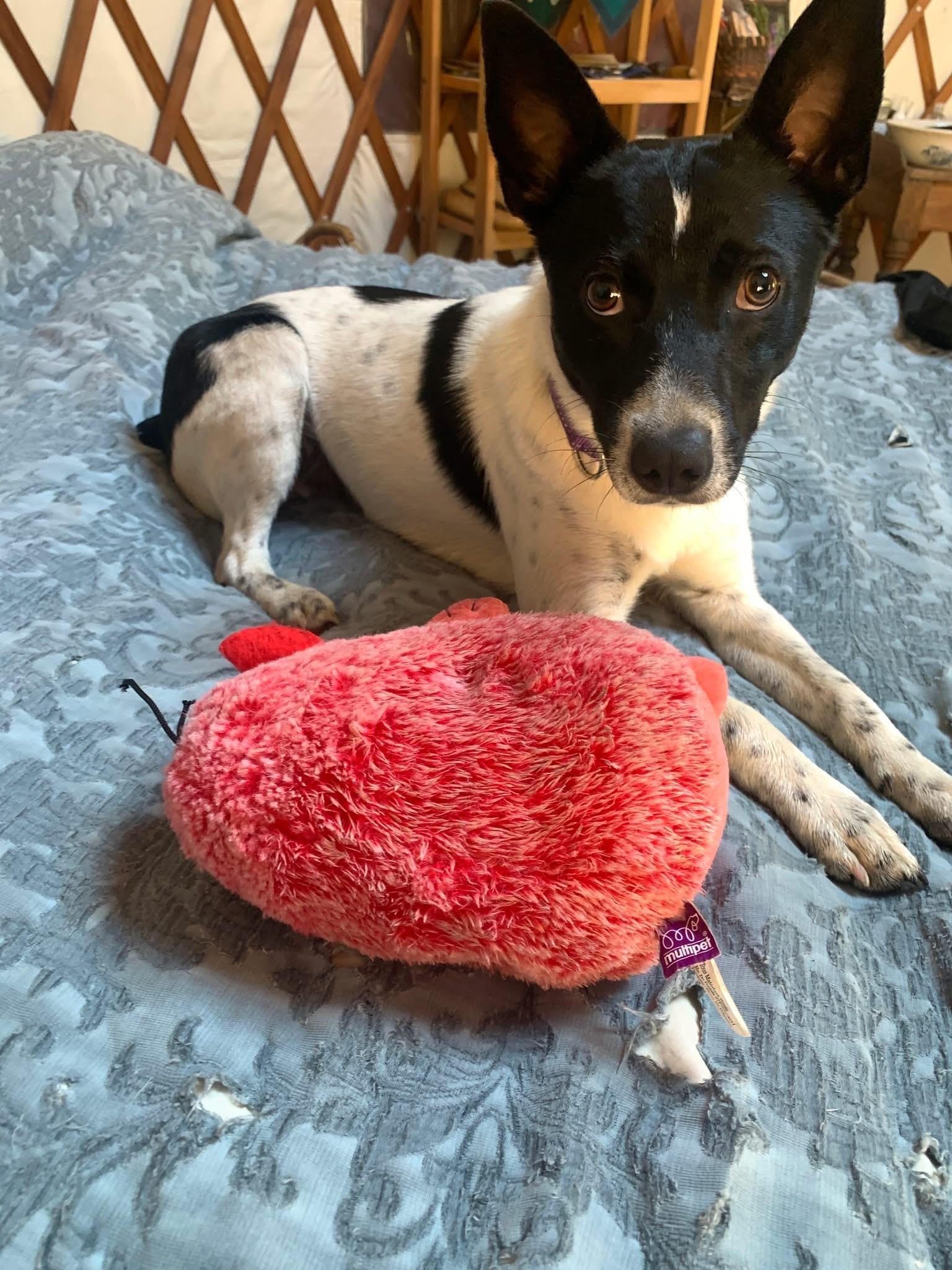 Enlarge Prince, an adopted Mixed Breed in Highland, NY image 2/5