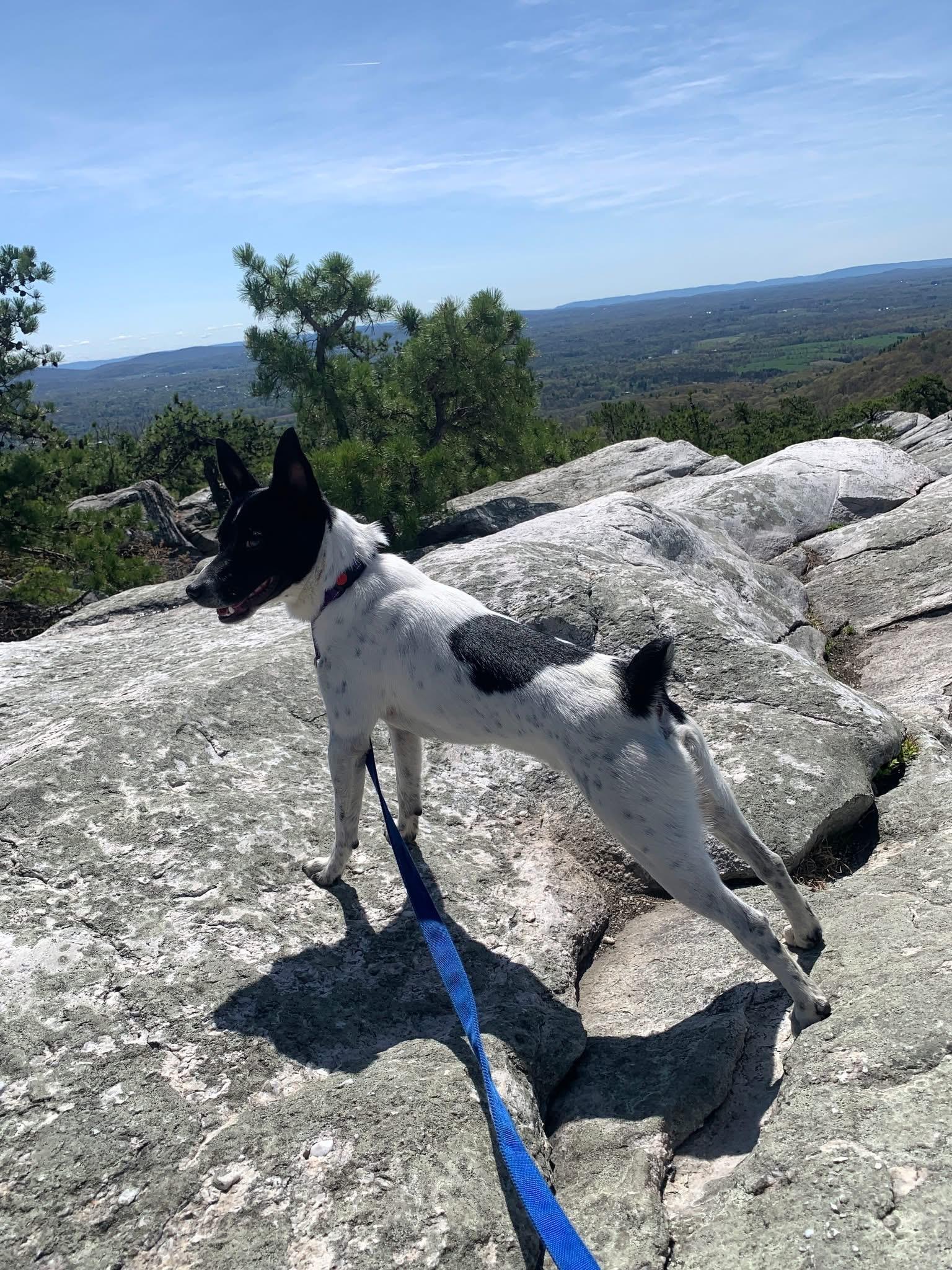 Enlarge Prince, an adopted Mixed Breed in Highland, NY image 4/5