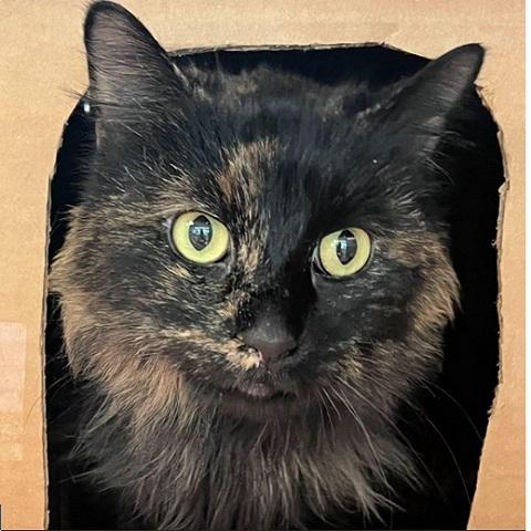 GiGi tortie, adopted, Adult Female Tortoiseshell.