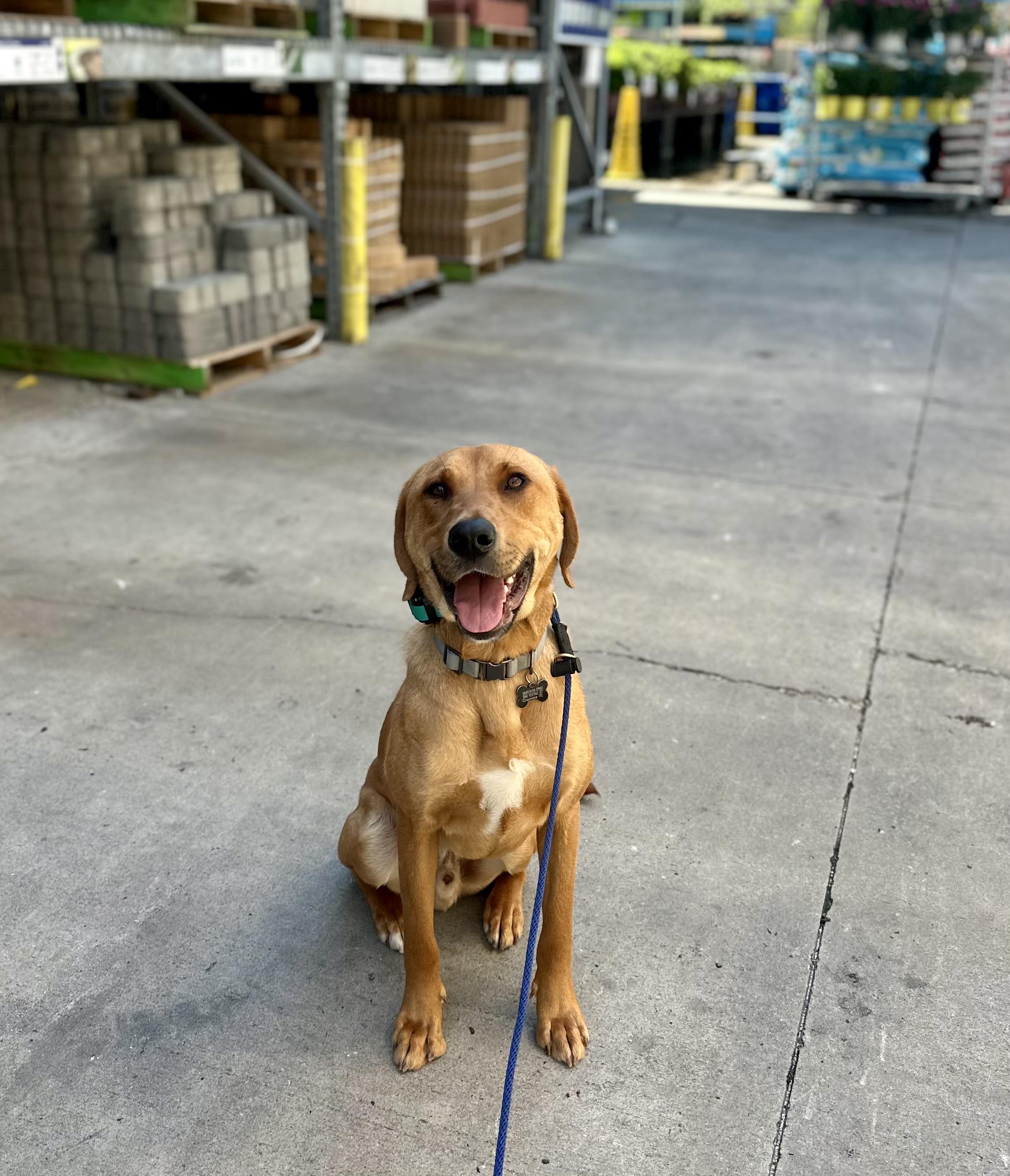 ANAKIN, ADOPTABLE, Adult Male Hound & Labrador Retriever.