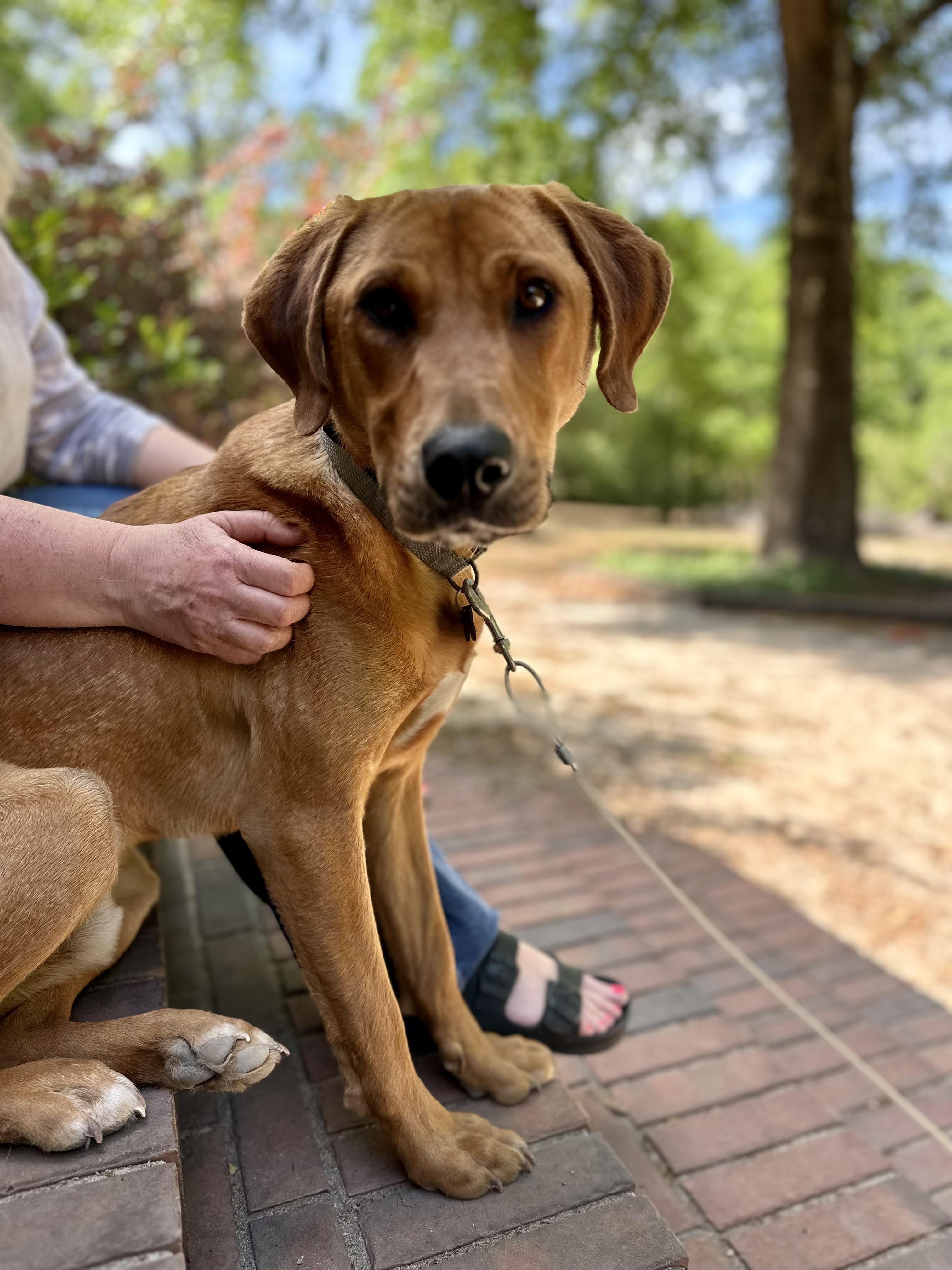Enlarge ANAKIN, a ADOPTABLE mixed breed in Media, PA image 2/6
