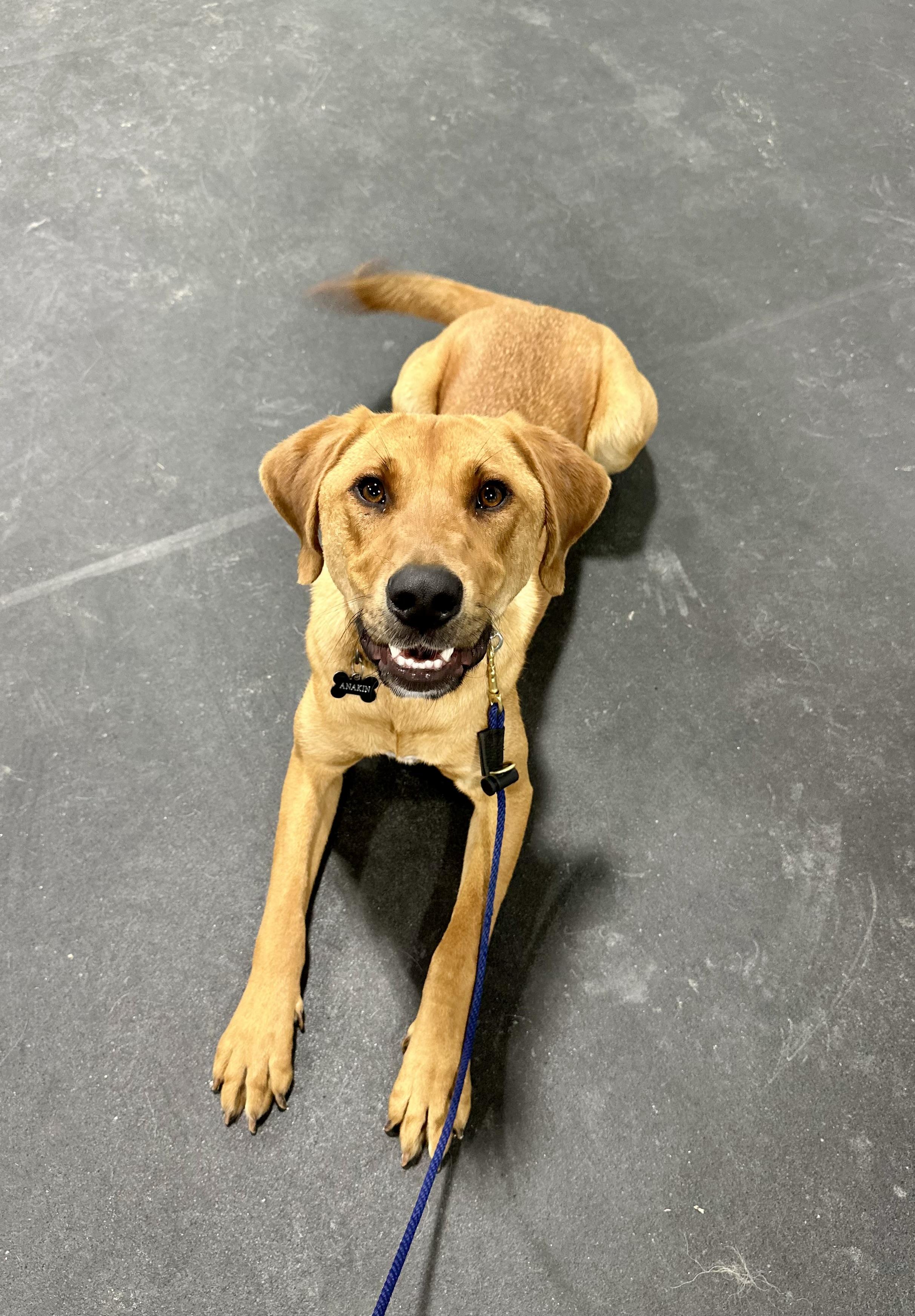 Enlarge ANAKIN, a ADOPTABLE mixed breed in Media, PA image 6/6
