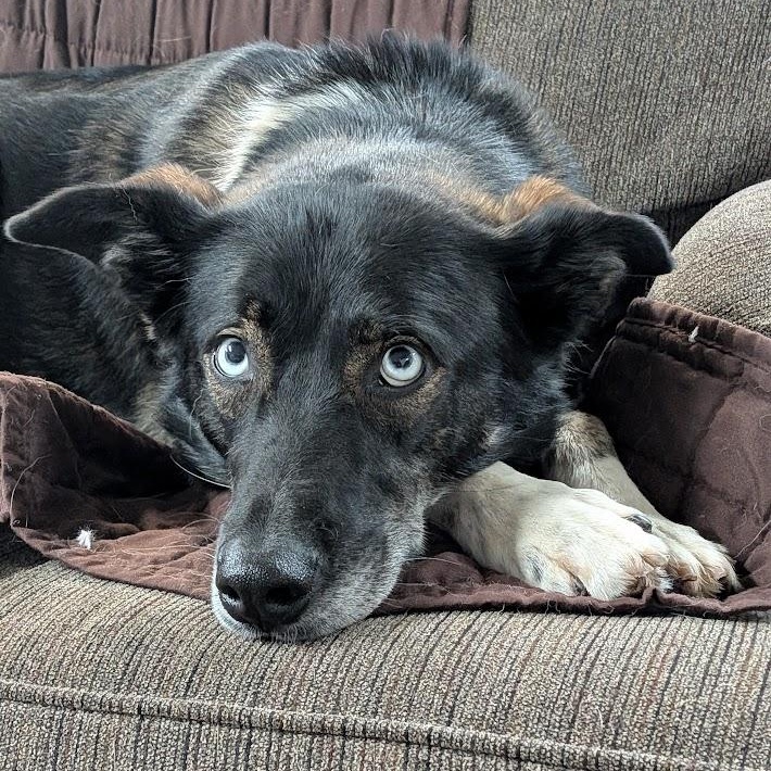 Enlarge Zeus, an adoption pending mixed breed in St. George, UT image 1/5