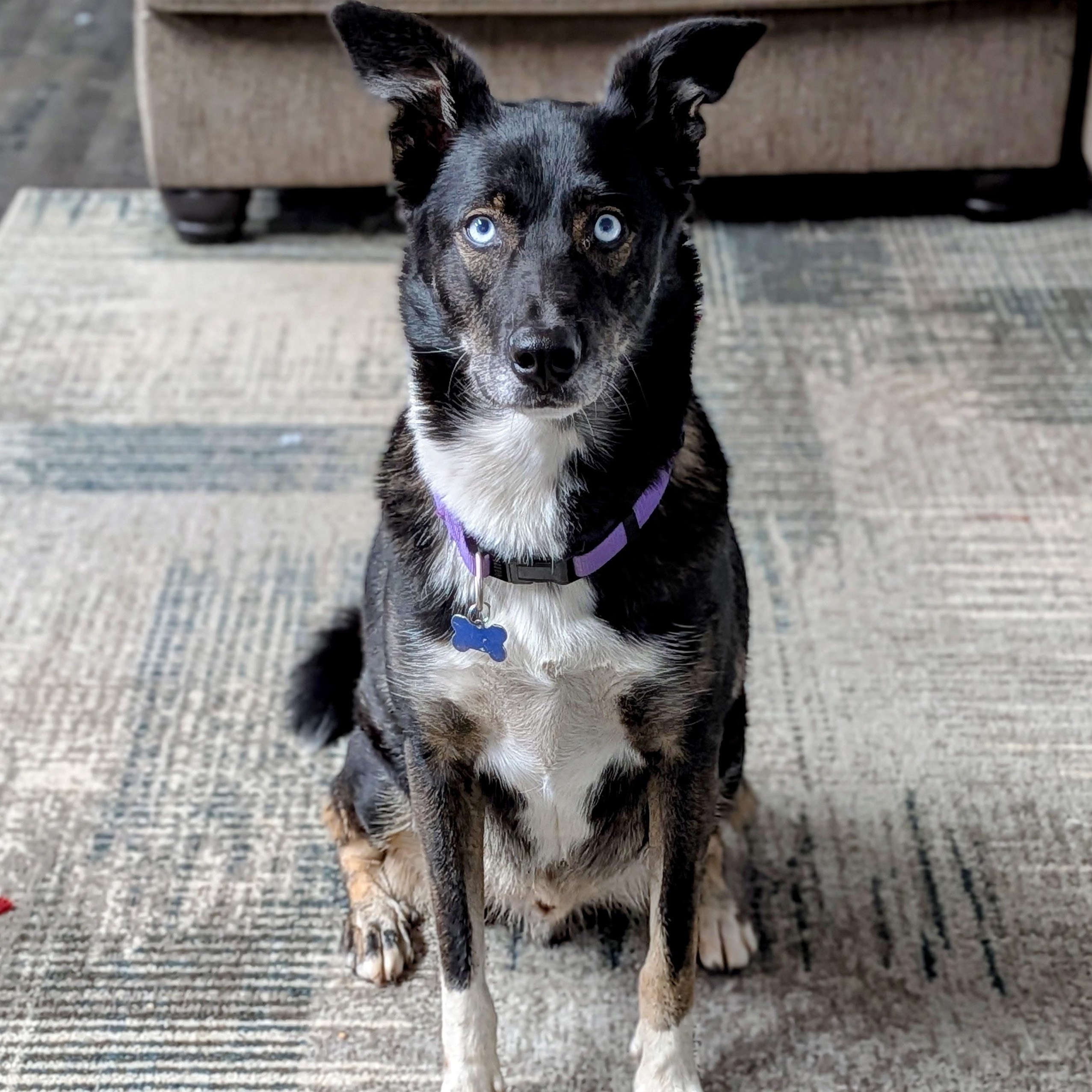 Enlarge Zeus, an adoption pending mixed breed in St. George, UT image 2/5