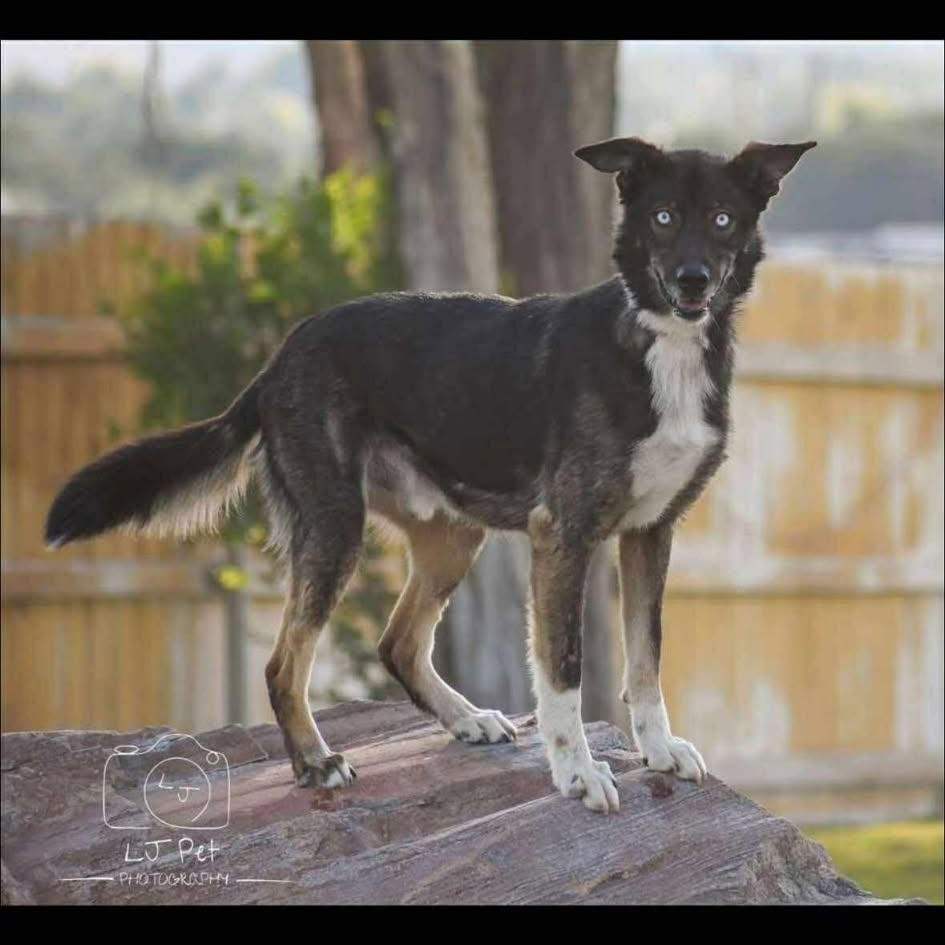 Enlarge Zeus, an adoption pending mixed breed in St. George, UT image 3/5