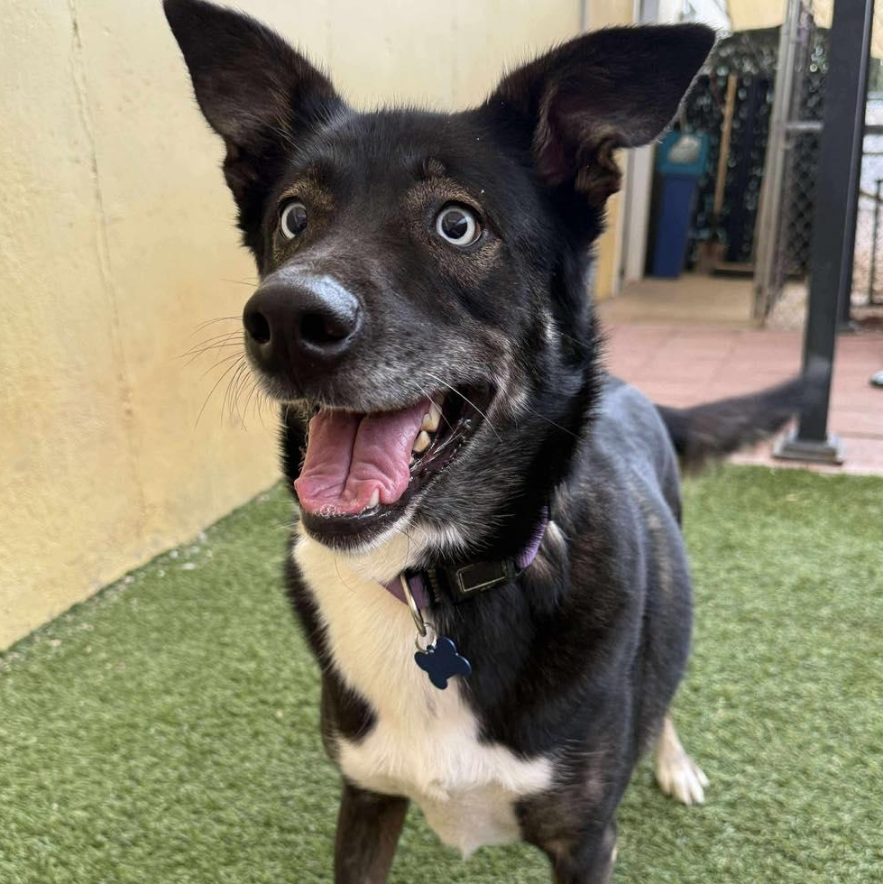 Enlarge Zeus, an adoption pending mixed breed in St. George, UT image 5/5
