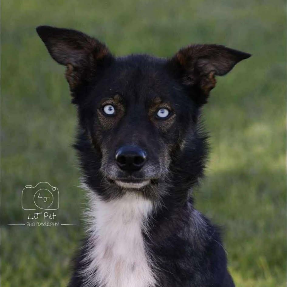 Enlarge Zeus, an adoption pending mixed breed in St. George, UT image 4/5