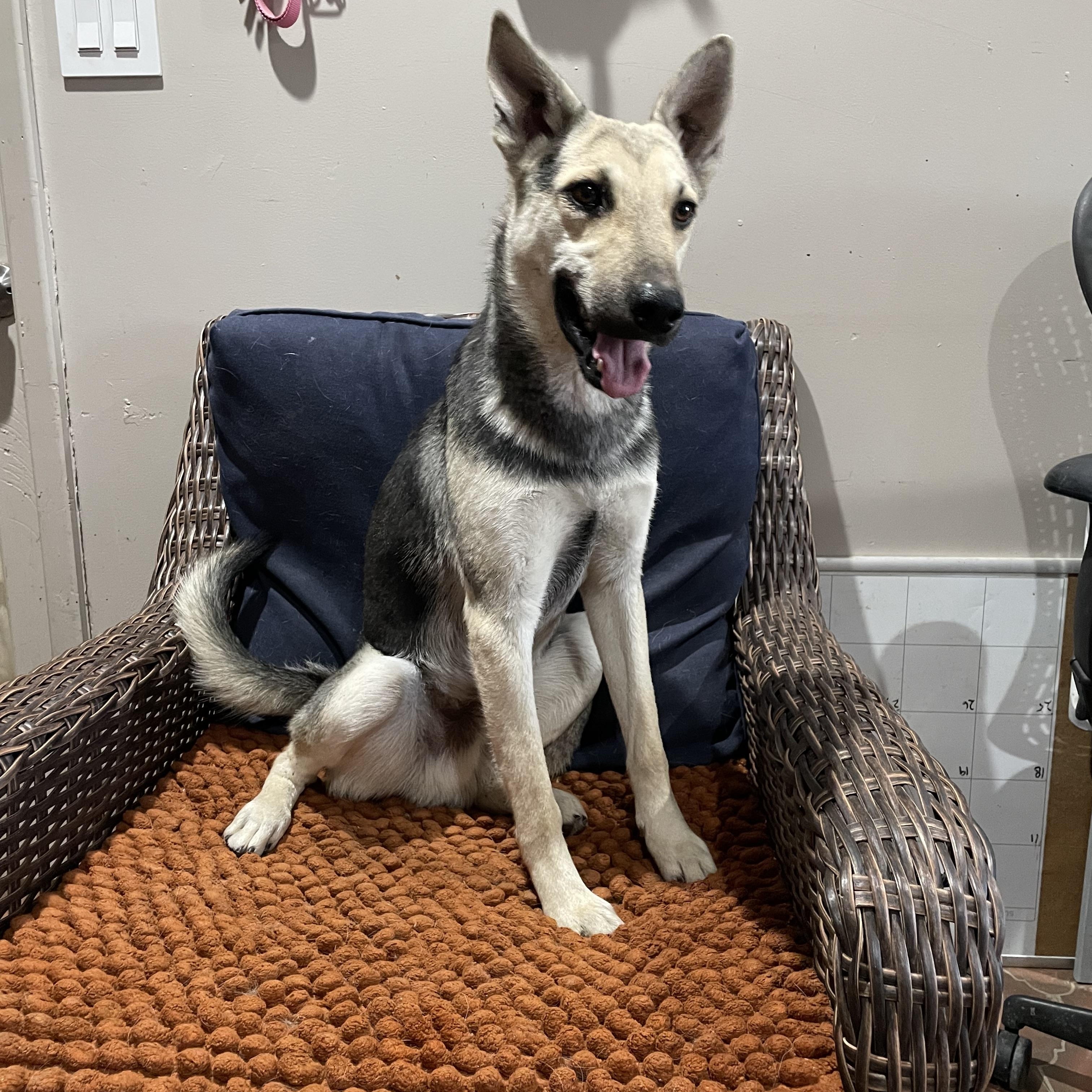 Kiper, Young Male German Shepherd Dog