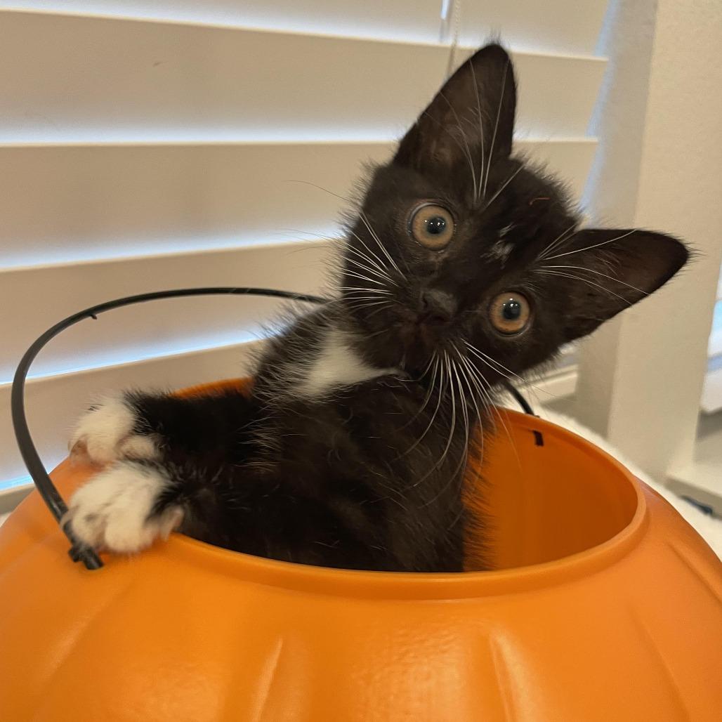 Danielle, Adoptable, Kitten Female Domestic Short Hair.